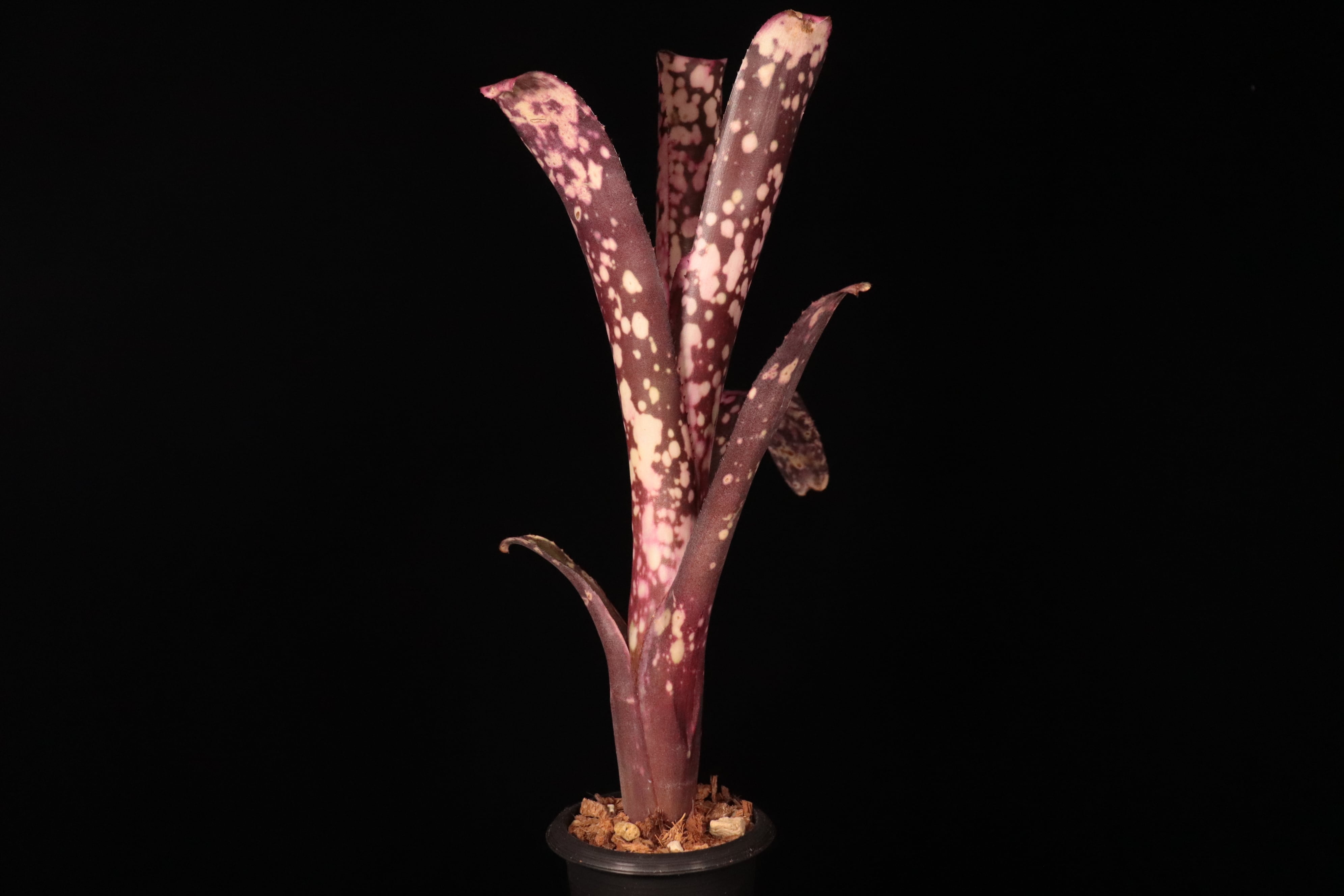 Billbergia 'Kawanas Panache'〔ビルベルギア〕B123-1 | plane plants