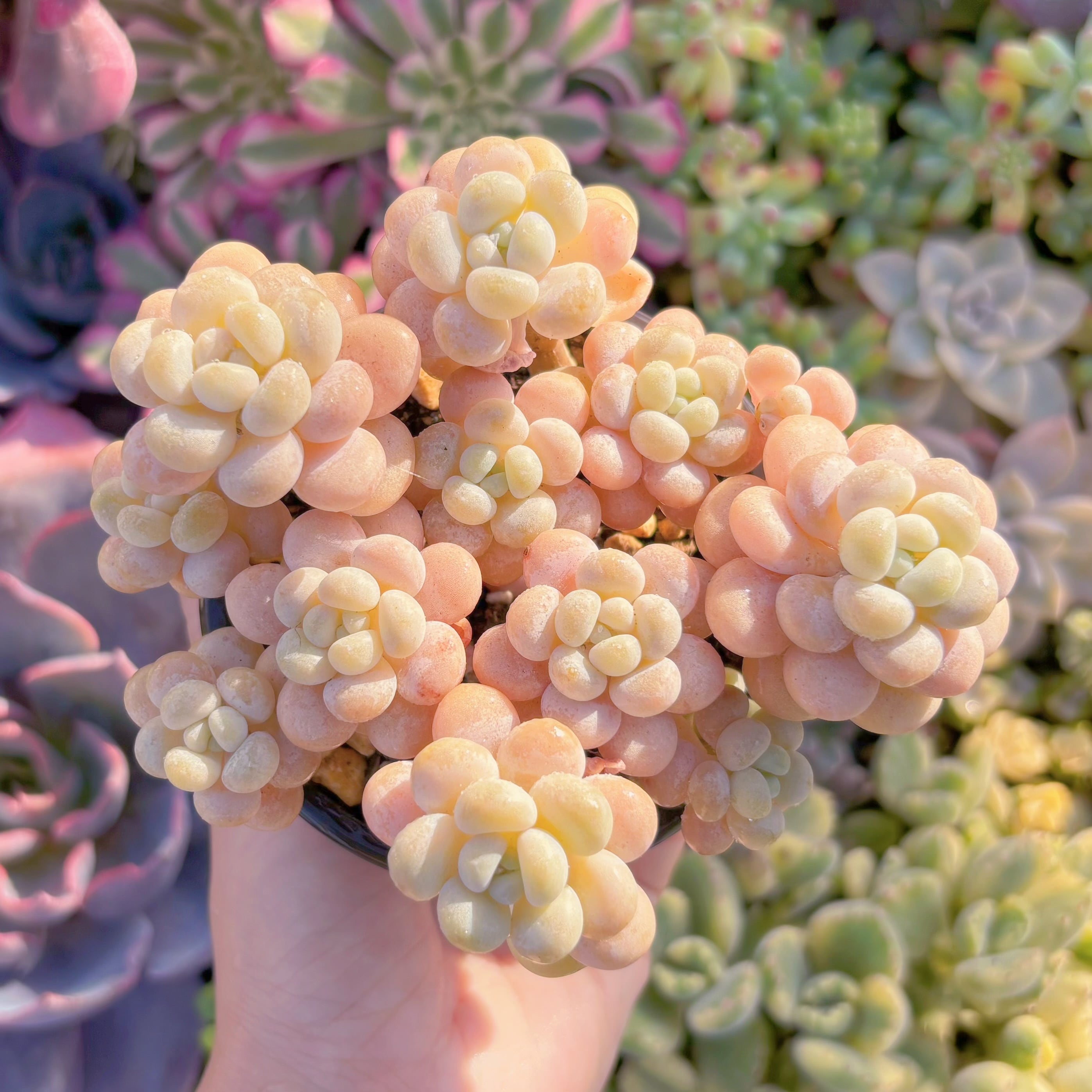 現品　丸葉ストロベリーミルク#M209　群生　るる農園