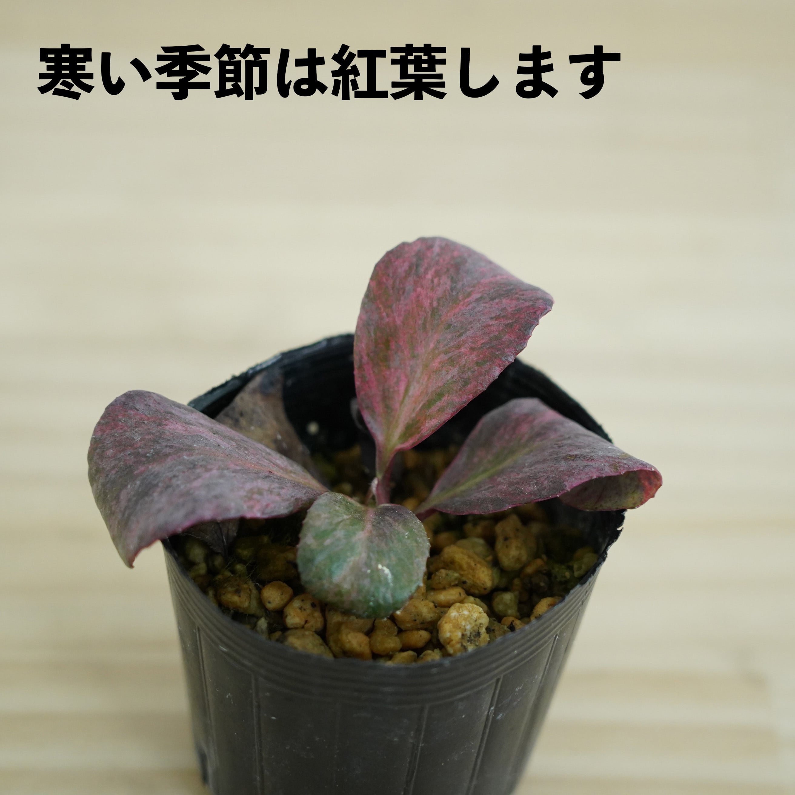 斑入りヒマラヤユキノシタ Bergenia stracheyi｜苔テラリウム作製用