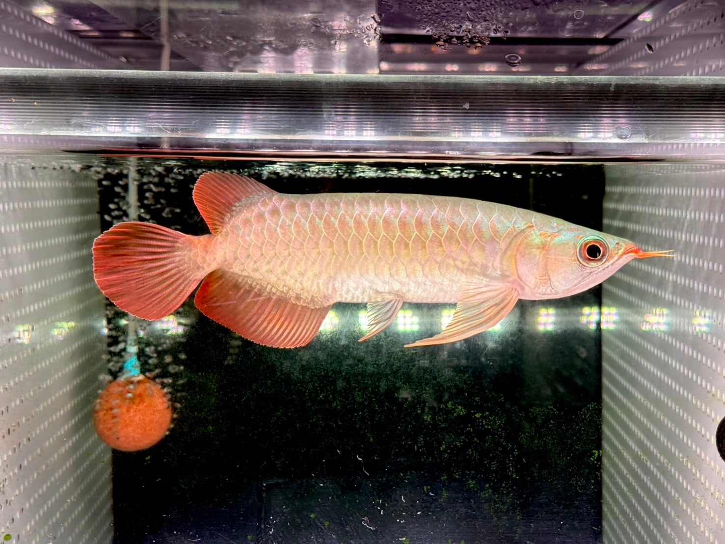 アロワナ | アクアショップ ビリーケン オンラインストア