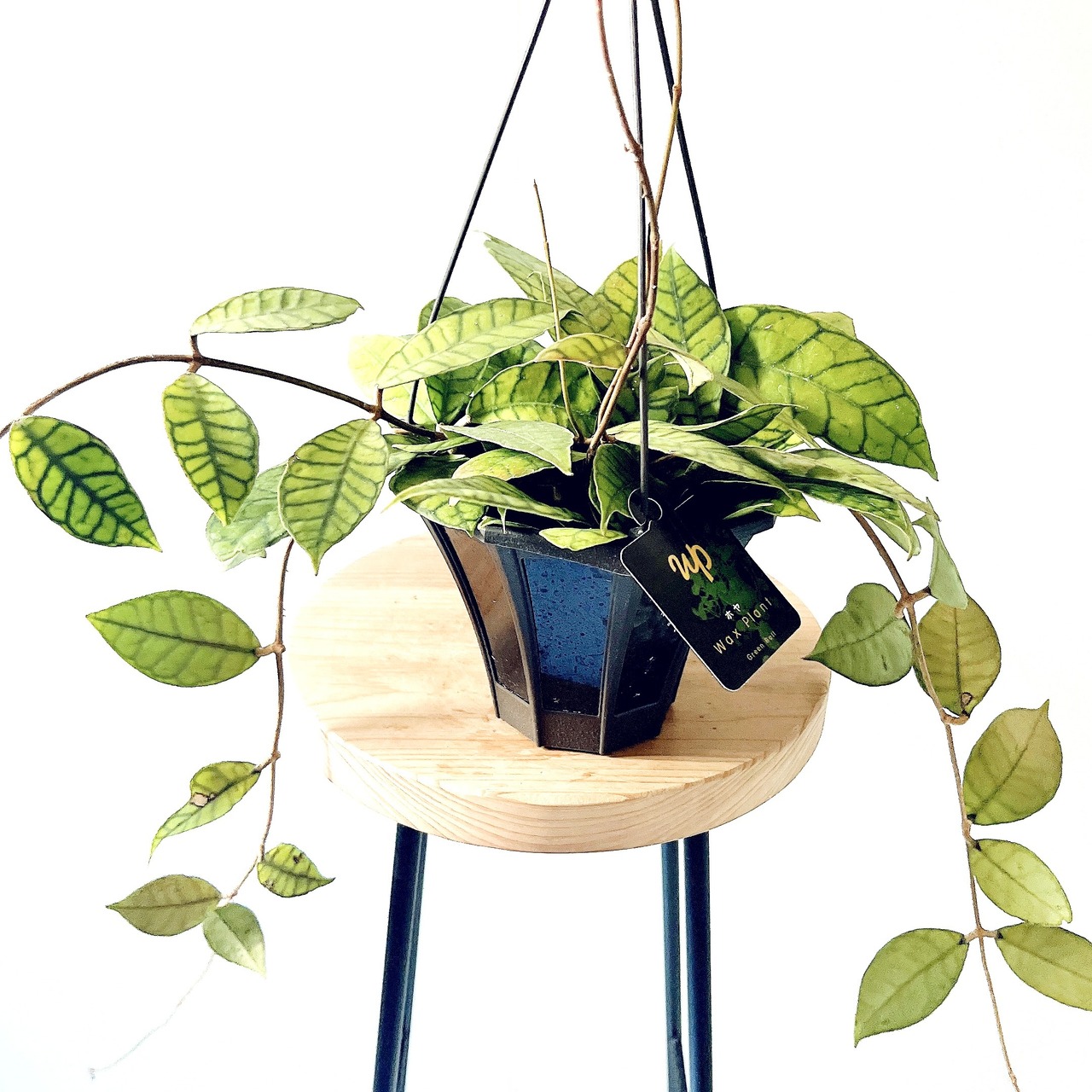 【再入荷】ホヤ カリストフィラ 希少 観葉植物【calm cafe × GreenBell】