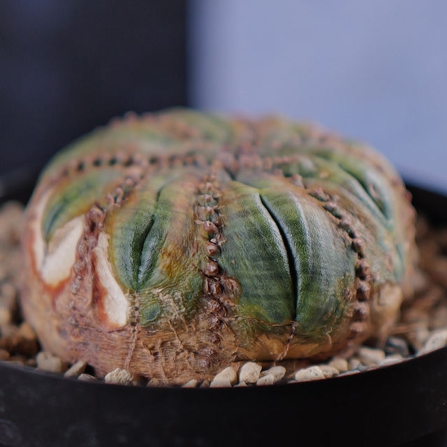 超扁平 木質化 モンスト 捻じれ オベサ / ユーフォルビア