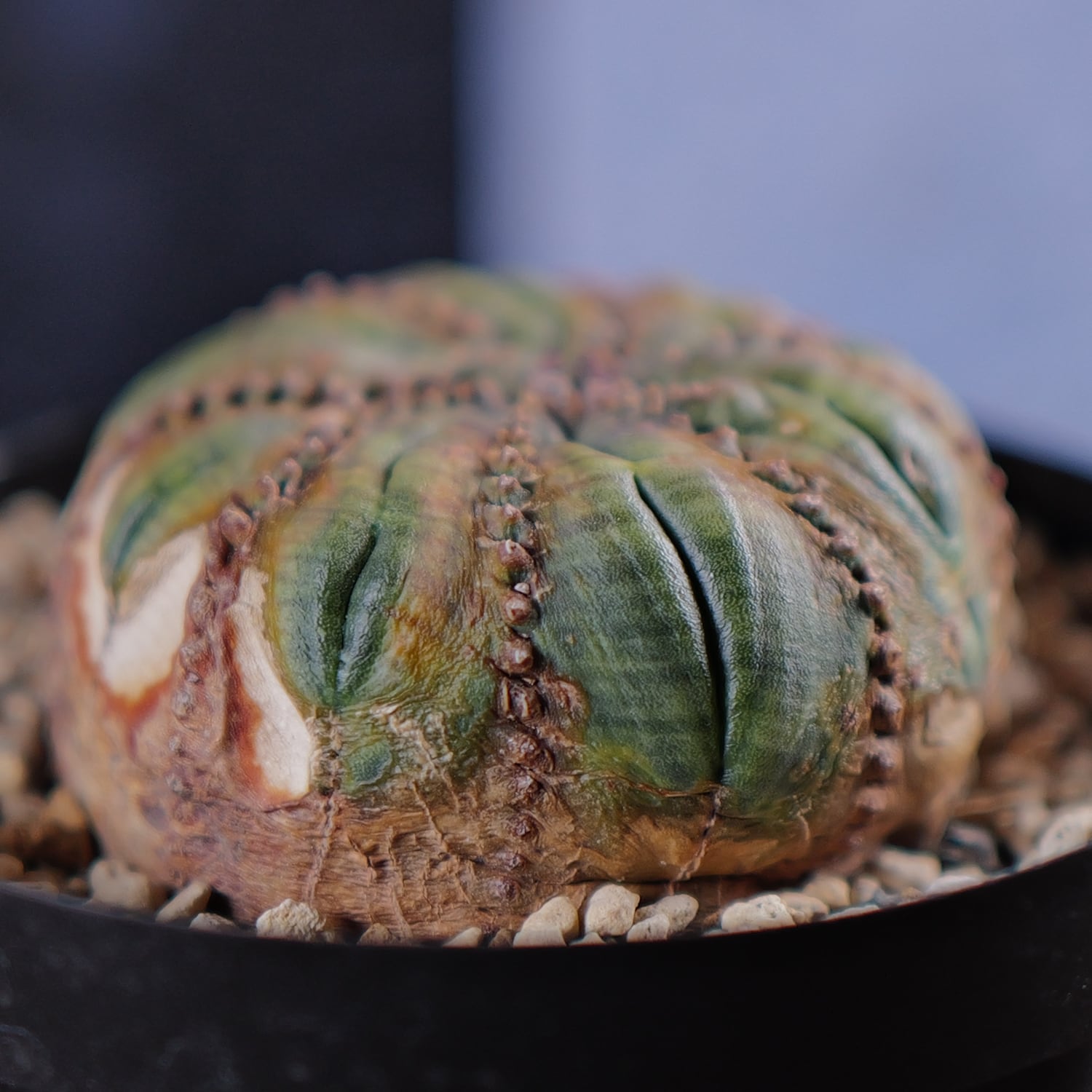 超扁平 木質化 モンスト 捻じれ オベサ / ユーフォルビア