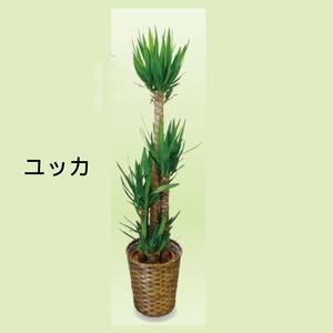 観葉植物 ユッカ 8号　大阪市内・名古屋市内・福岡市内・東京23区　配達します