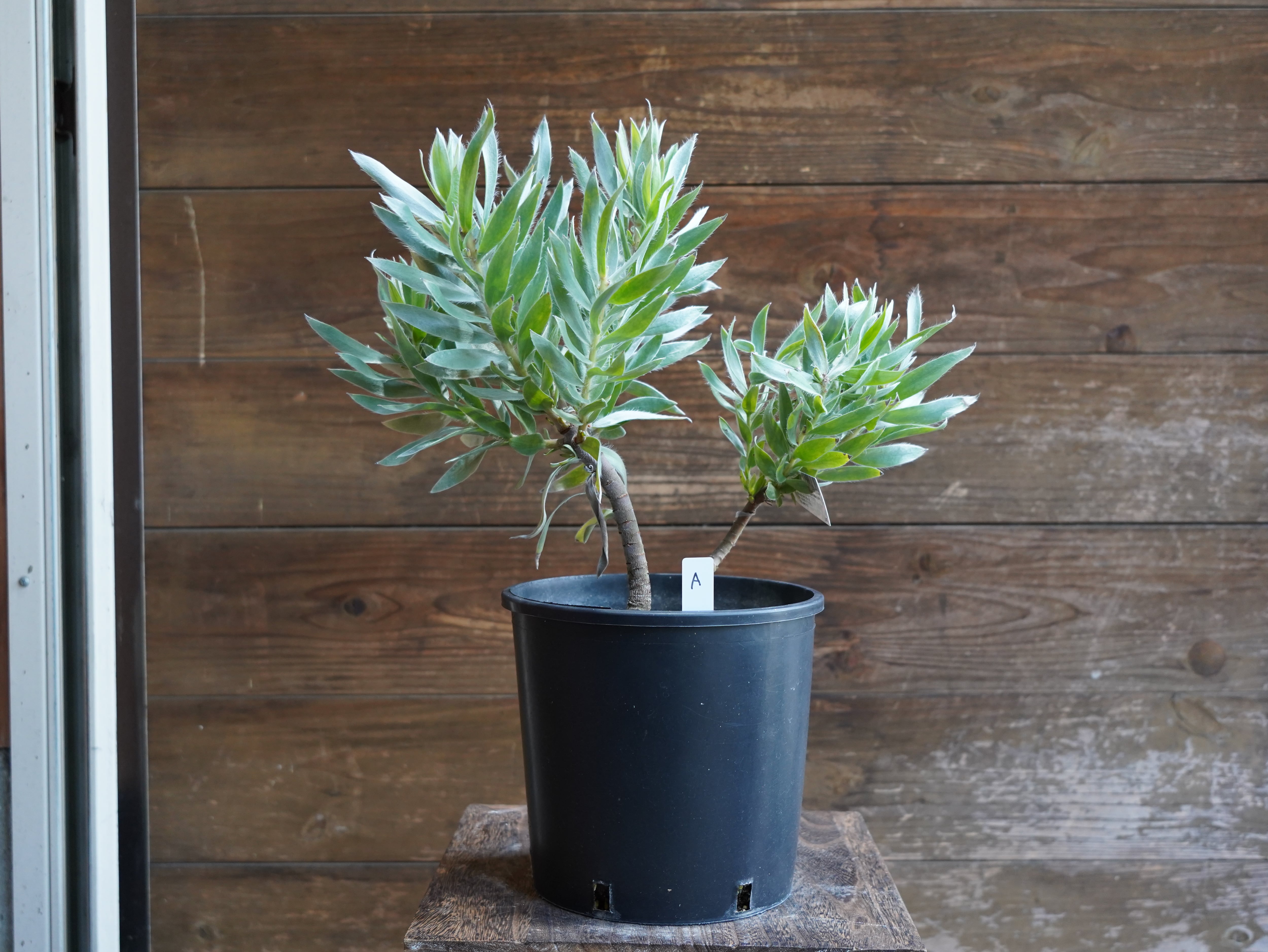 【現物】リューカデンドロン　”シルバーアフリカーナ”　A