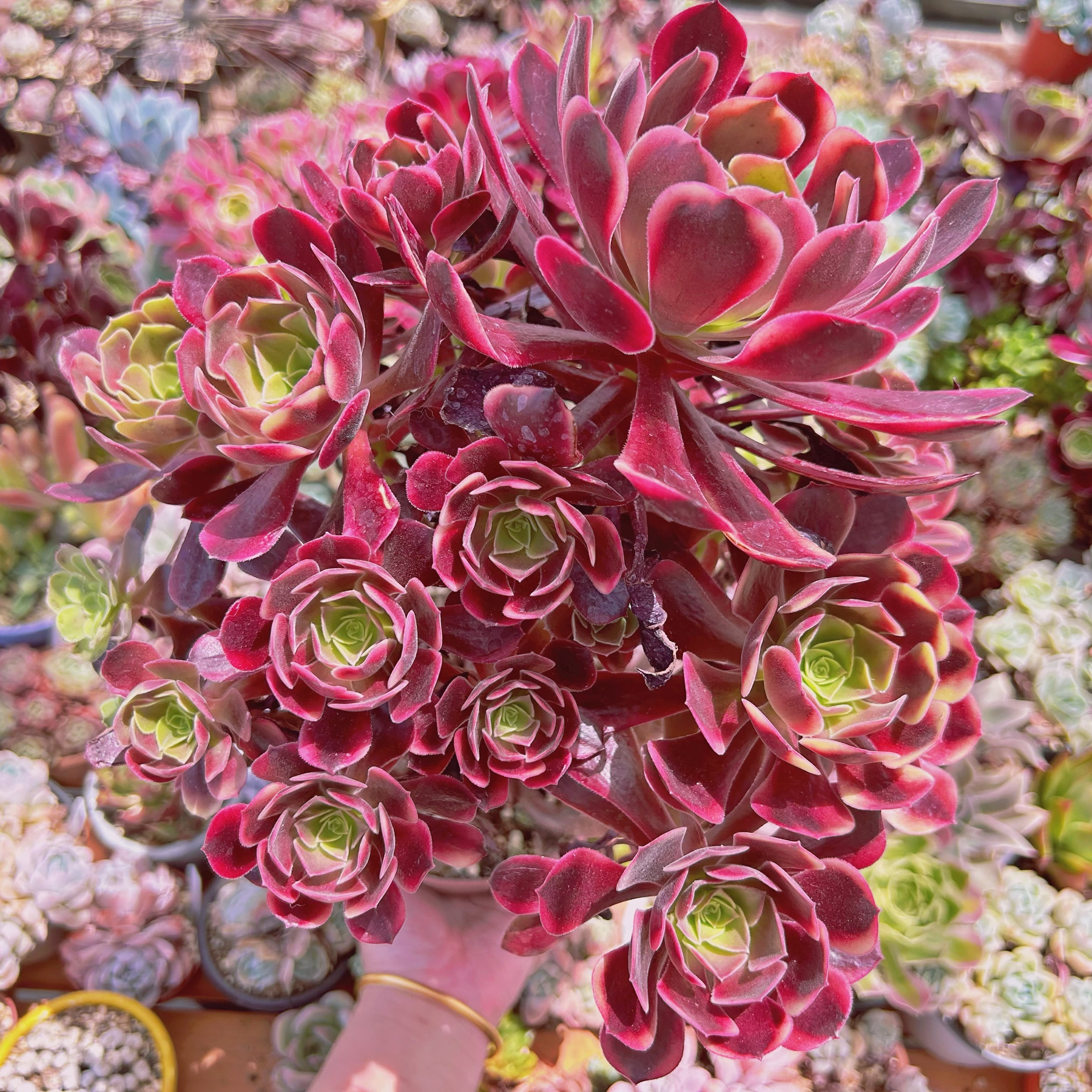 #1177現物　多肉植物　カシミヤバイオレット錦　特特大群生