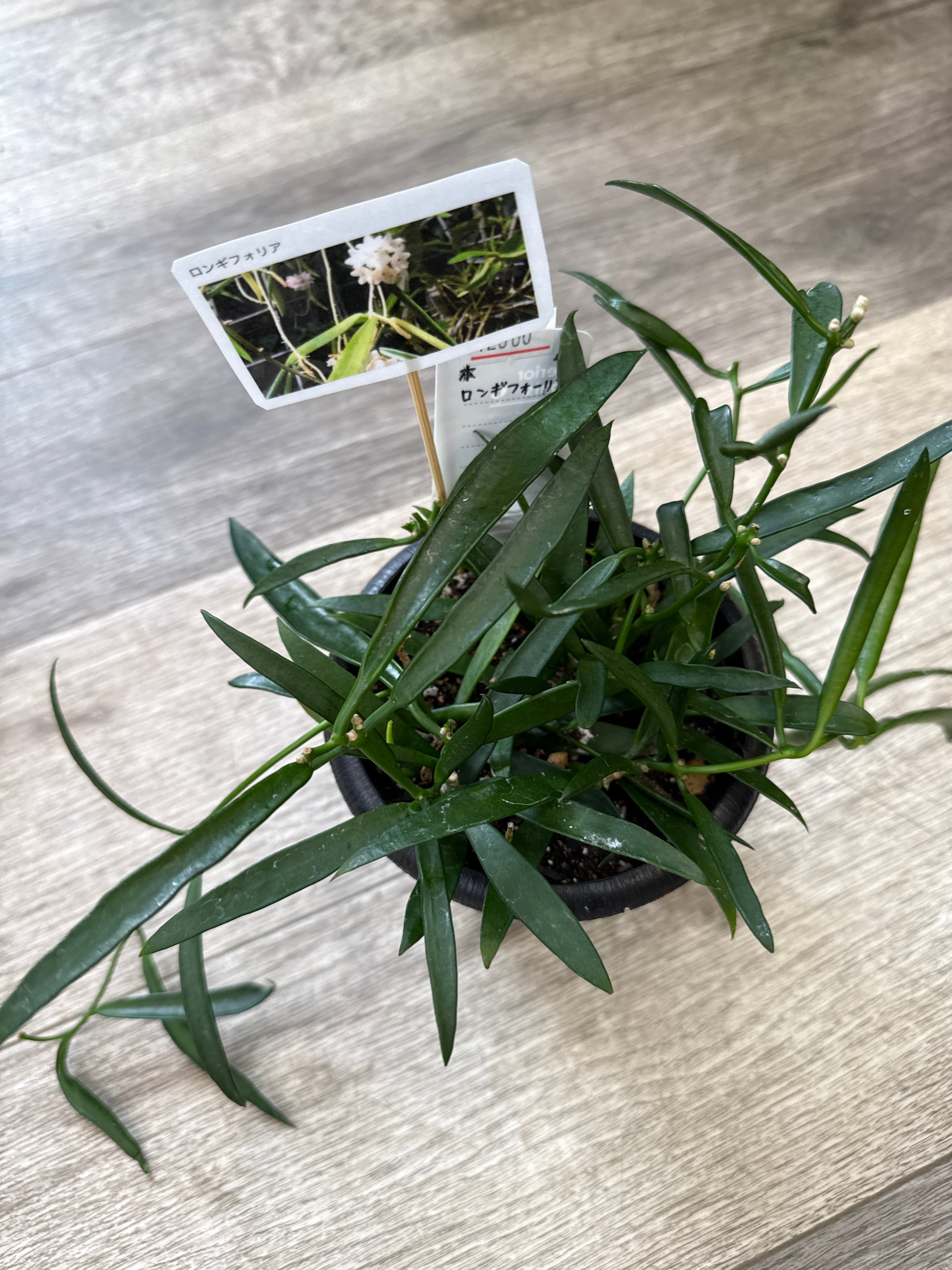 86 ホヤ ベルティシラータ 'silver heart' | Gardenえん 【観葉熱帯植物】