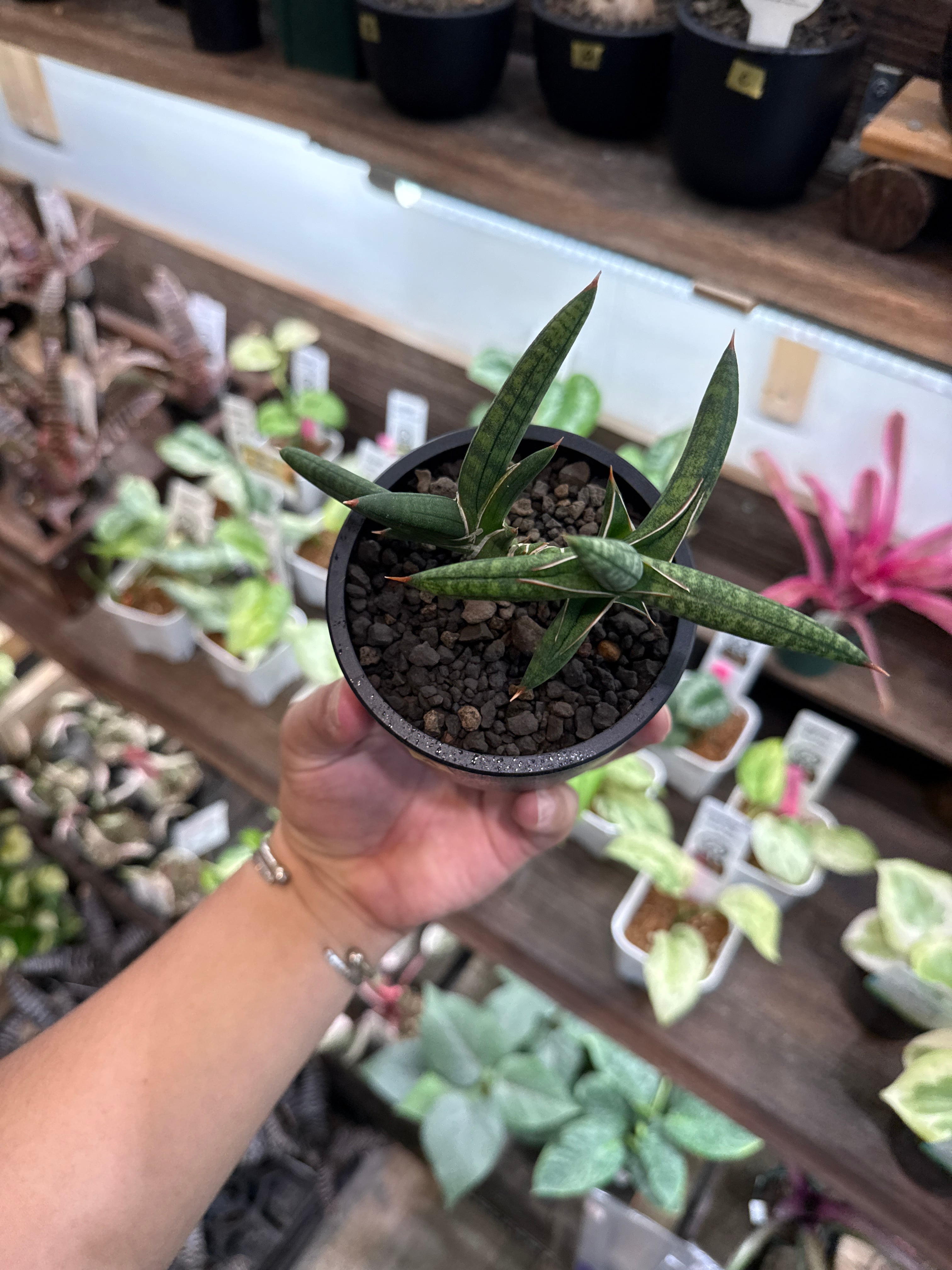 A サンスベリア ラブラノス 黒ポット植えセット | Gardenえん 【観葉
