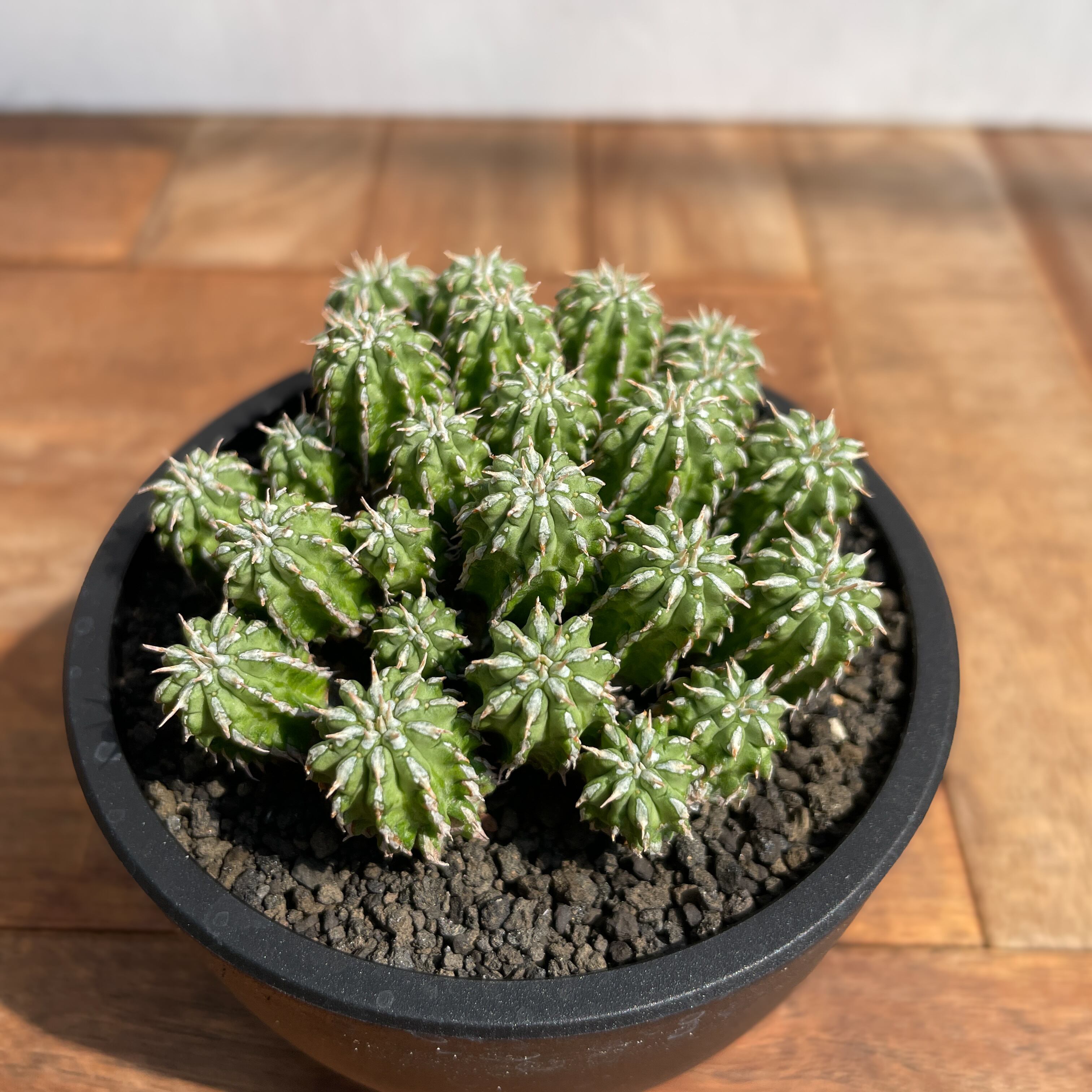 Euphorbia sepultaユーフォルビア・セプルタ | RIMO'S GREEN