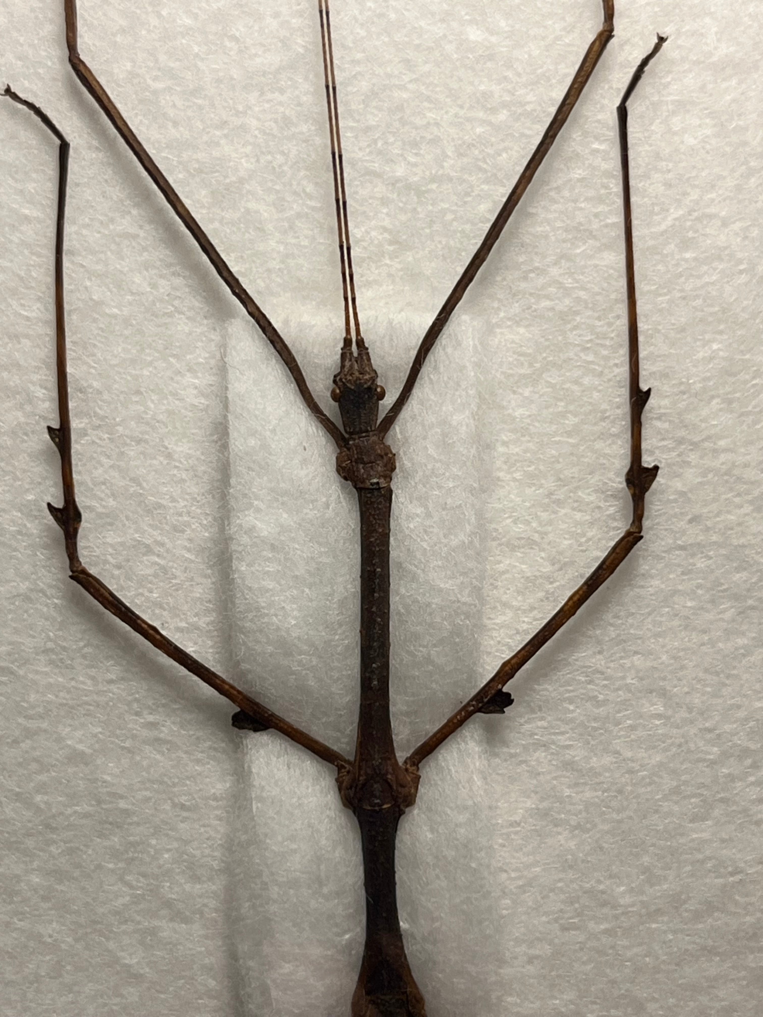 ナナフシの一種 バッタ 標本 直翅類 カマキリマンティス コロギス