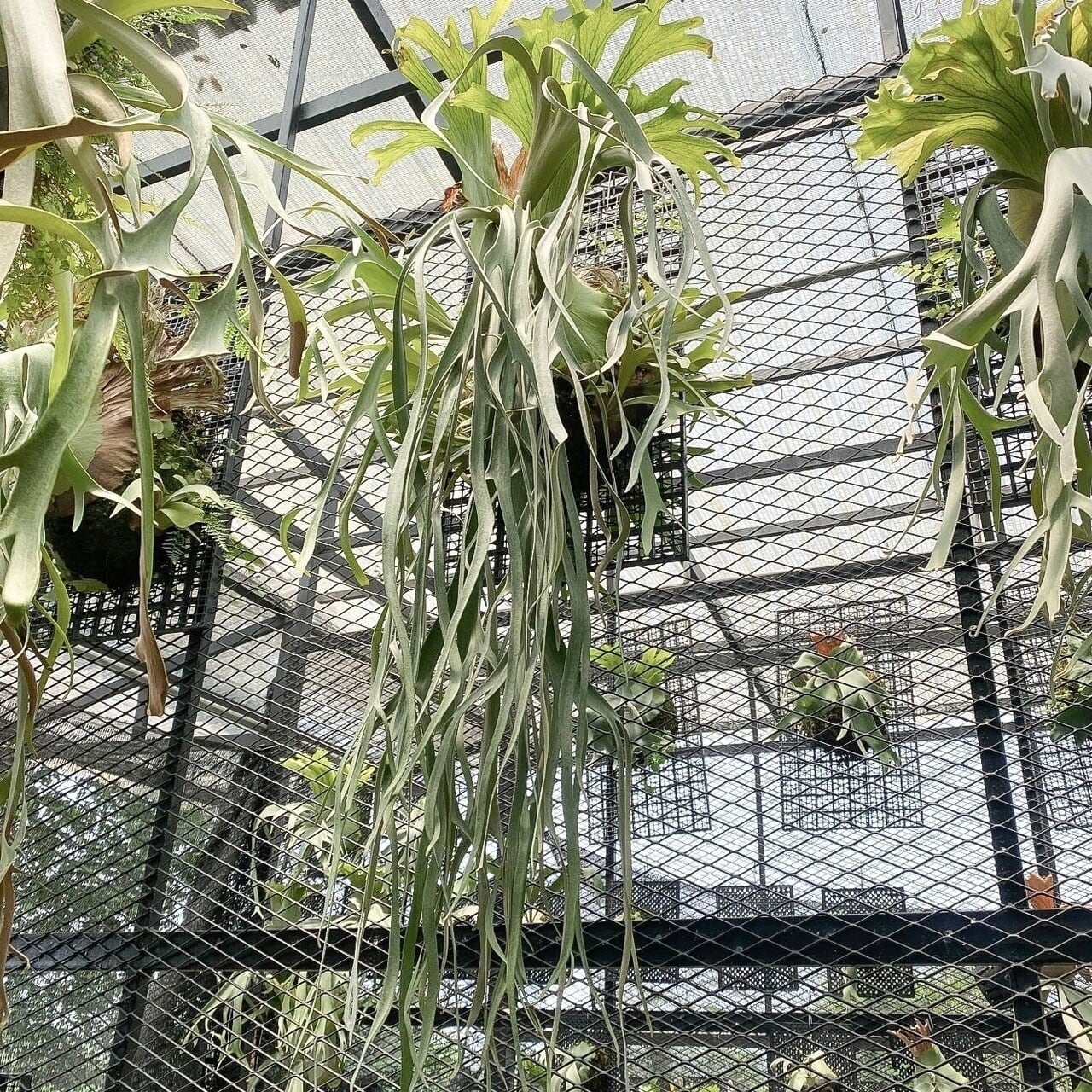 P.willinckii makigumo (pup) | naturefix