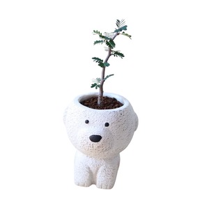 メリディオナリス（25cm）