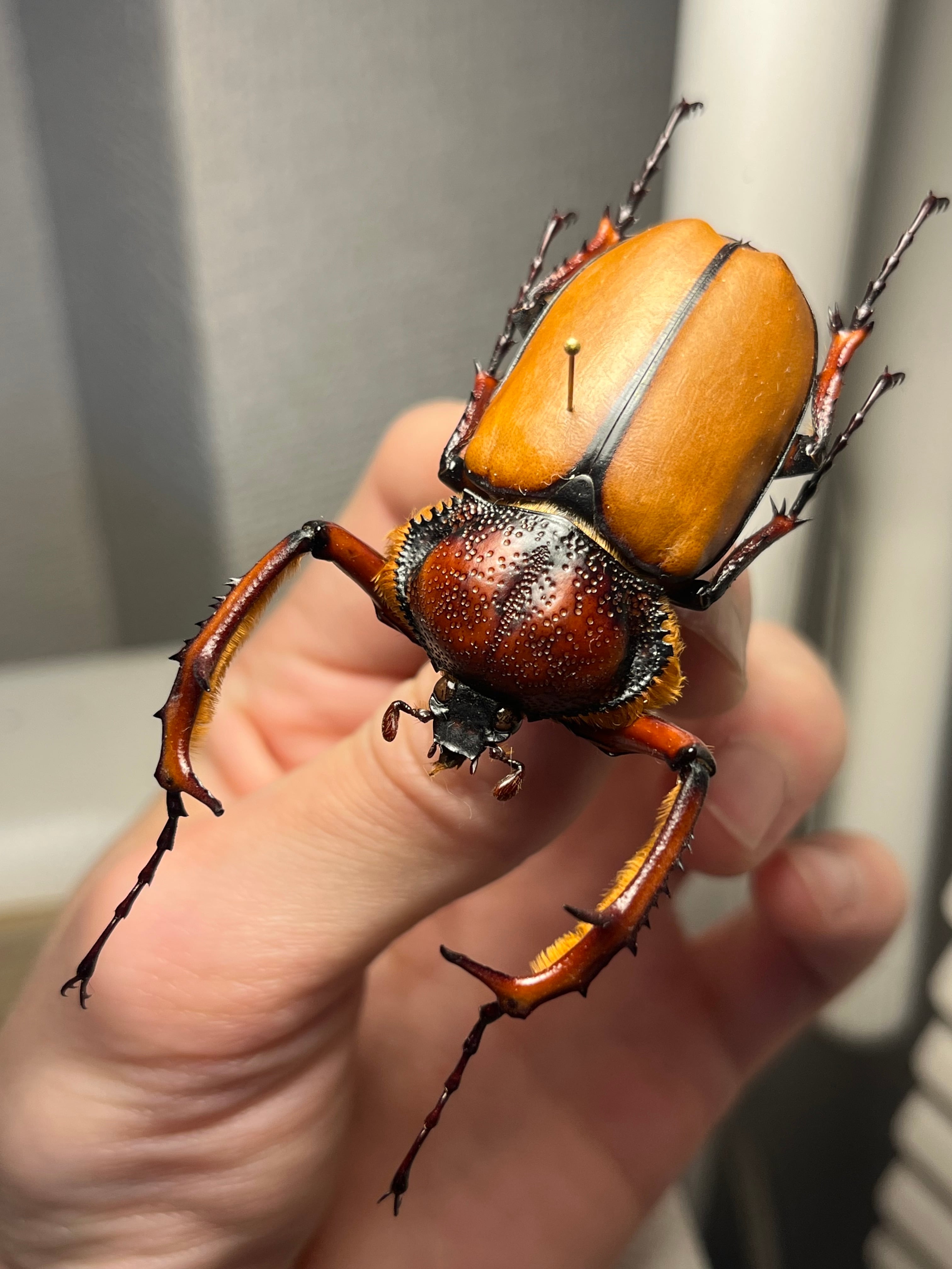 49mm♂】ダビディヒメテナガコガネ 標本テナガカミキリ昆虫標本 甲虫