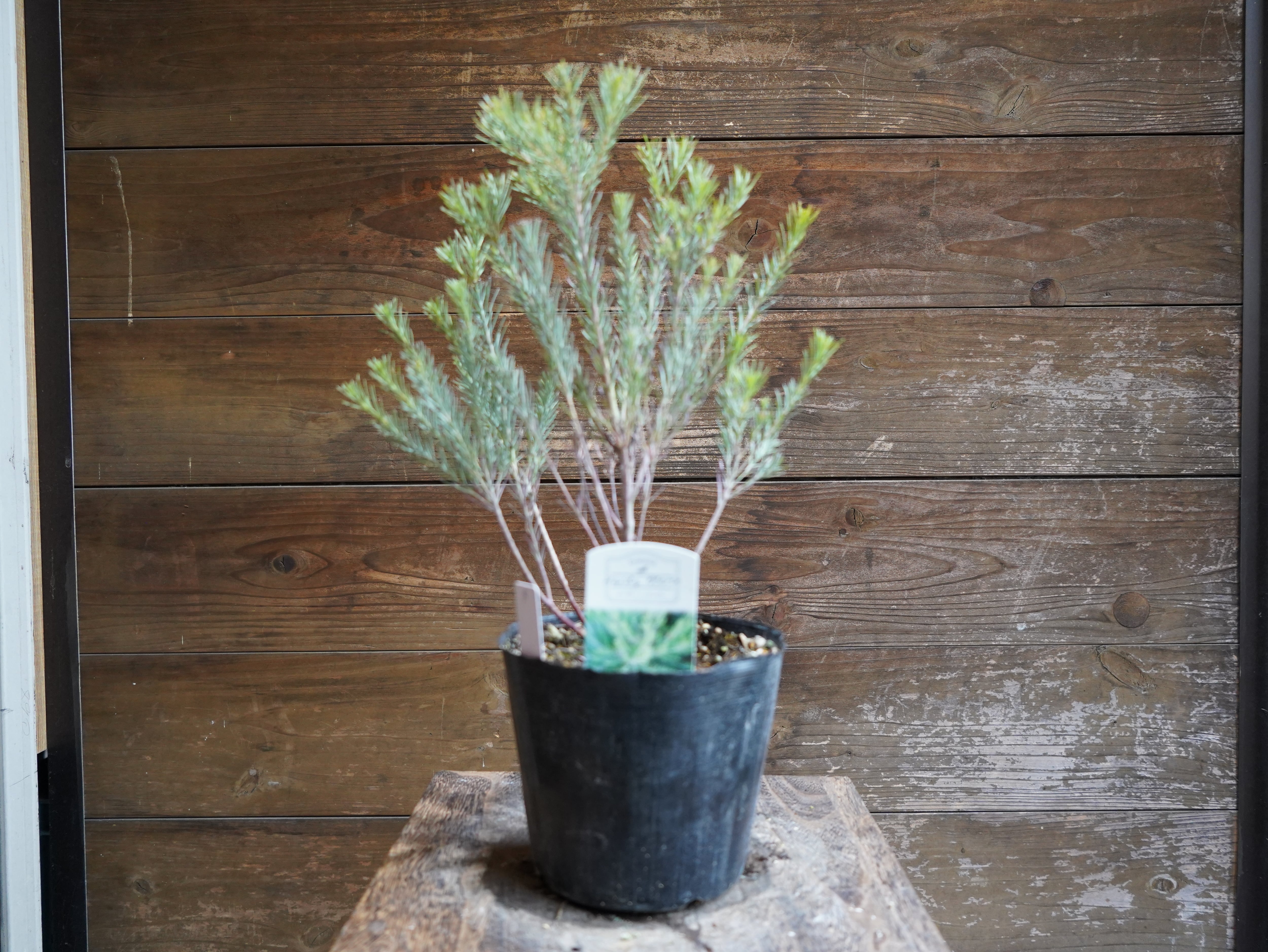 【現物】ユーカリ　”フォーマニー”　B