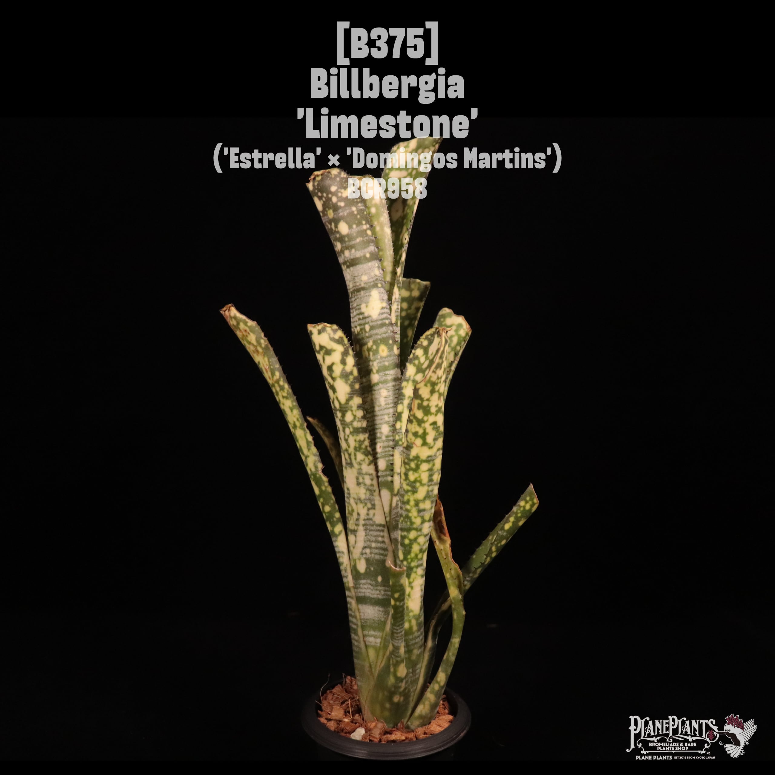 Billbergia 'Limestone'〔ビルベルギア〕B375