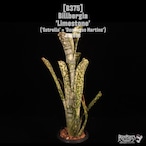 Billbergia 'Limestone'〔ビルベルギア〕B375
