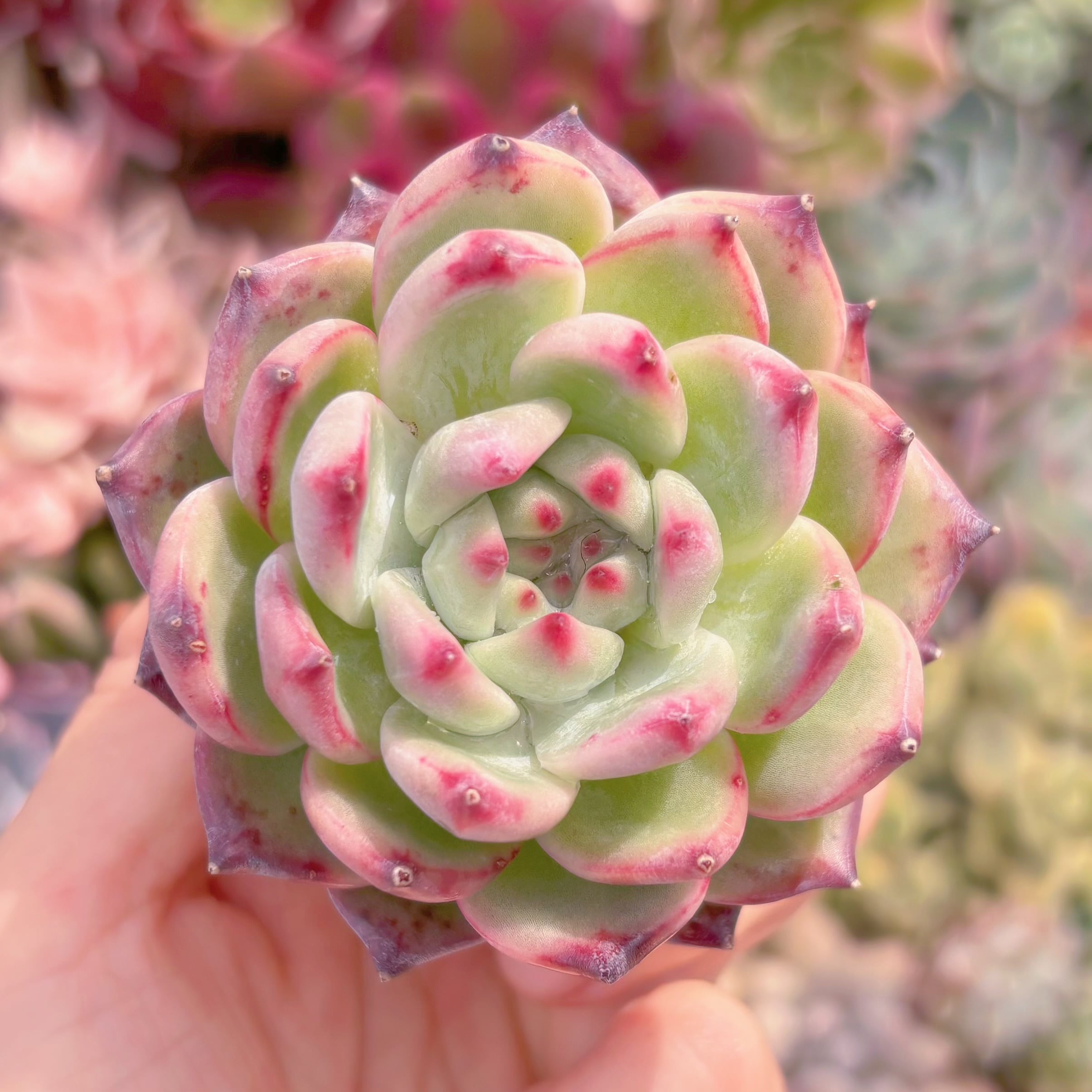 多肉植物　ダイヤモンドコロラータ　新入荷　るる農園