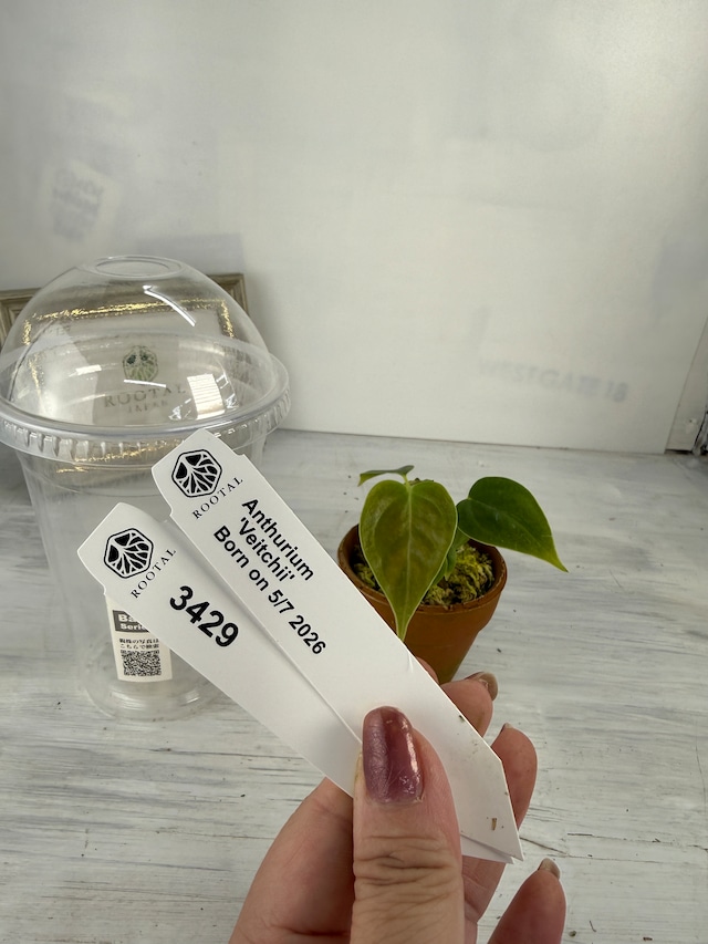 TC Baby苗 | ROOTALPLANTS