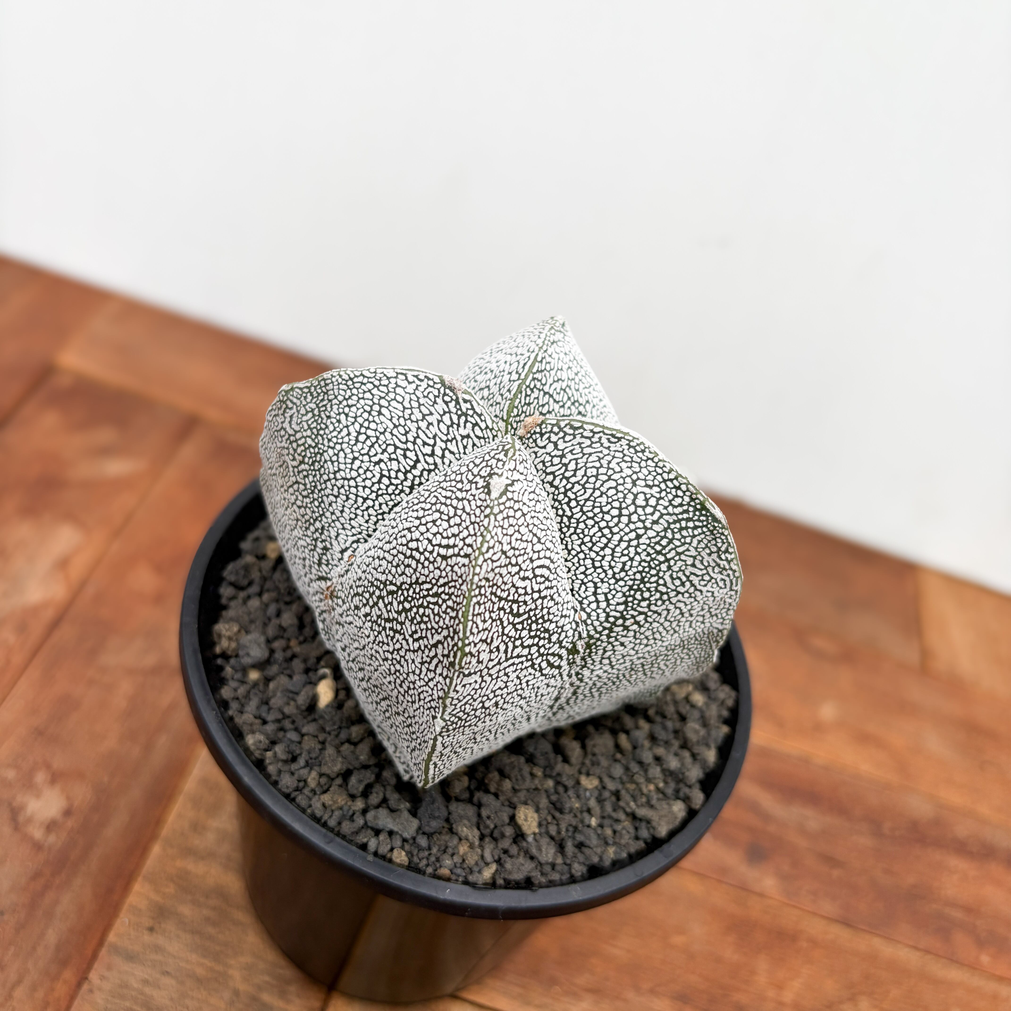 Astrophytum 【アストロフィツム・恩塚四角ランポー玉】 | RIMO'S
