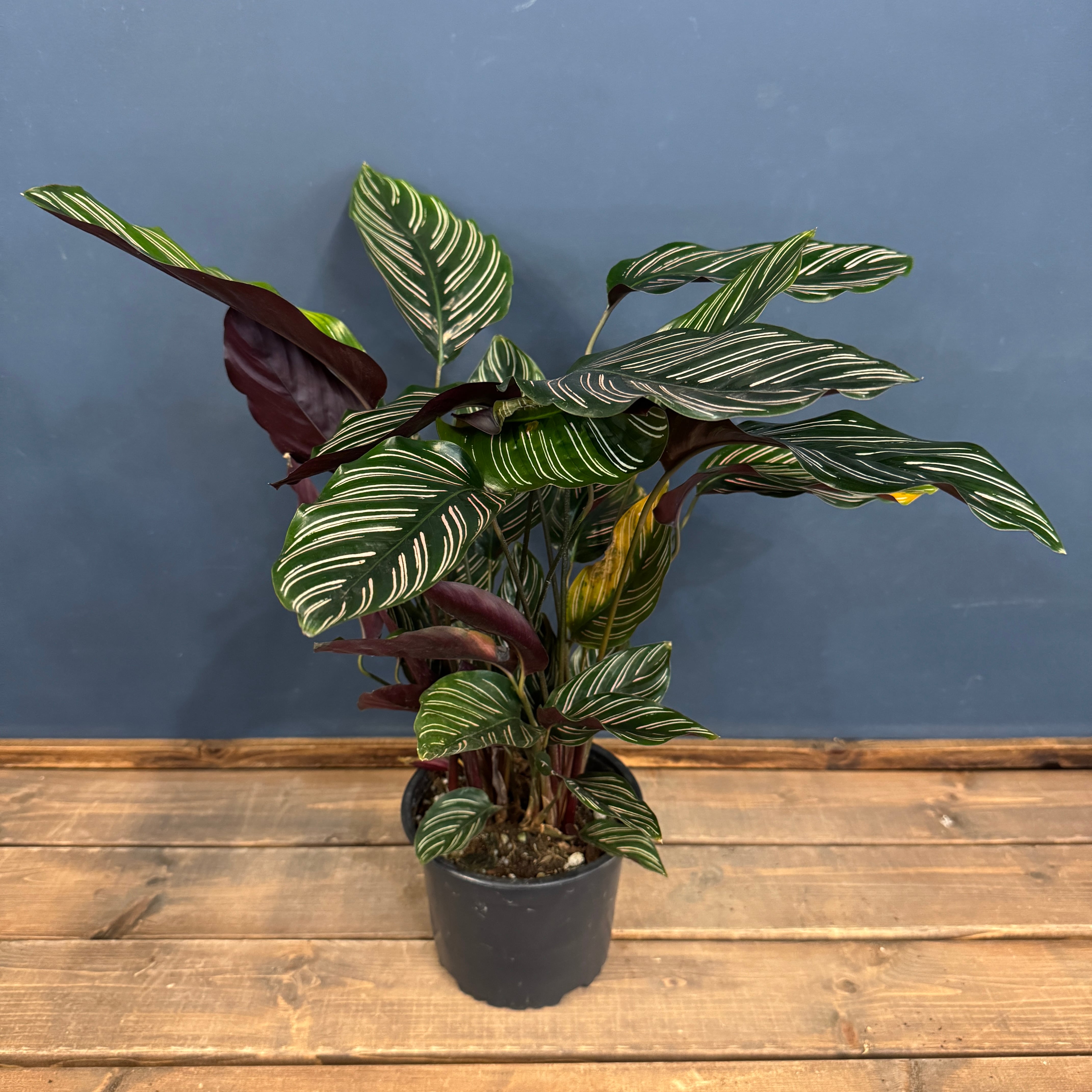 Sansevieria sp. Arusha Province アルシャ プロヴィンス | PAY ID