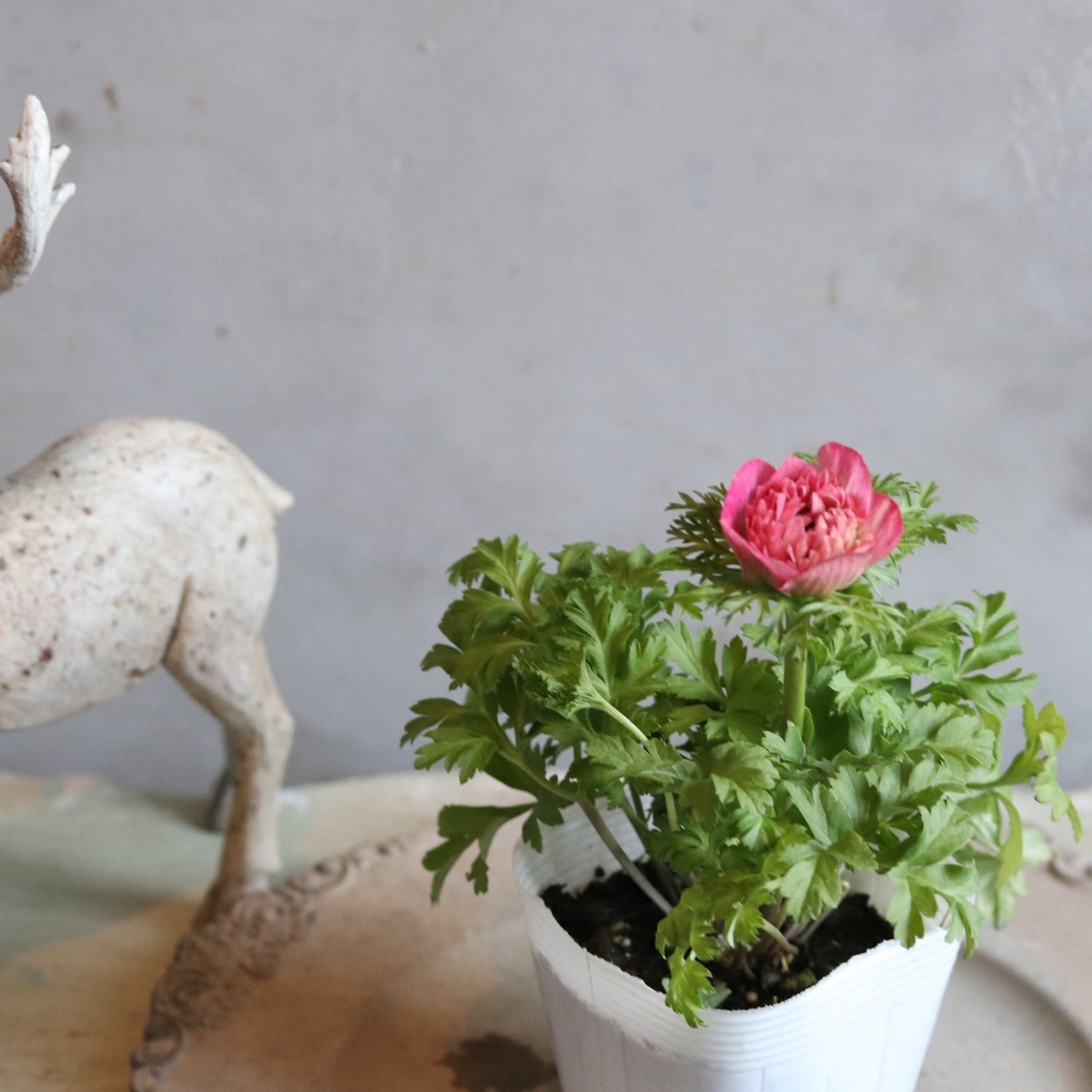 アネモネオーロラ　ピンク　春のお花　球根　可愛い　女性人気