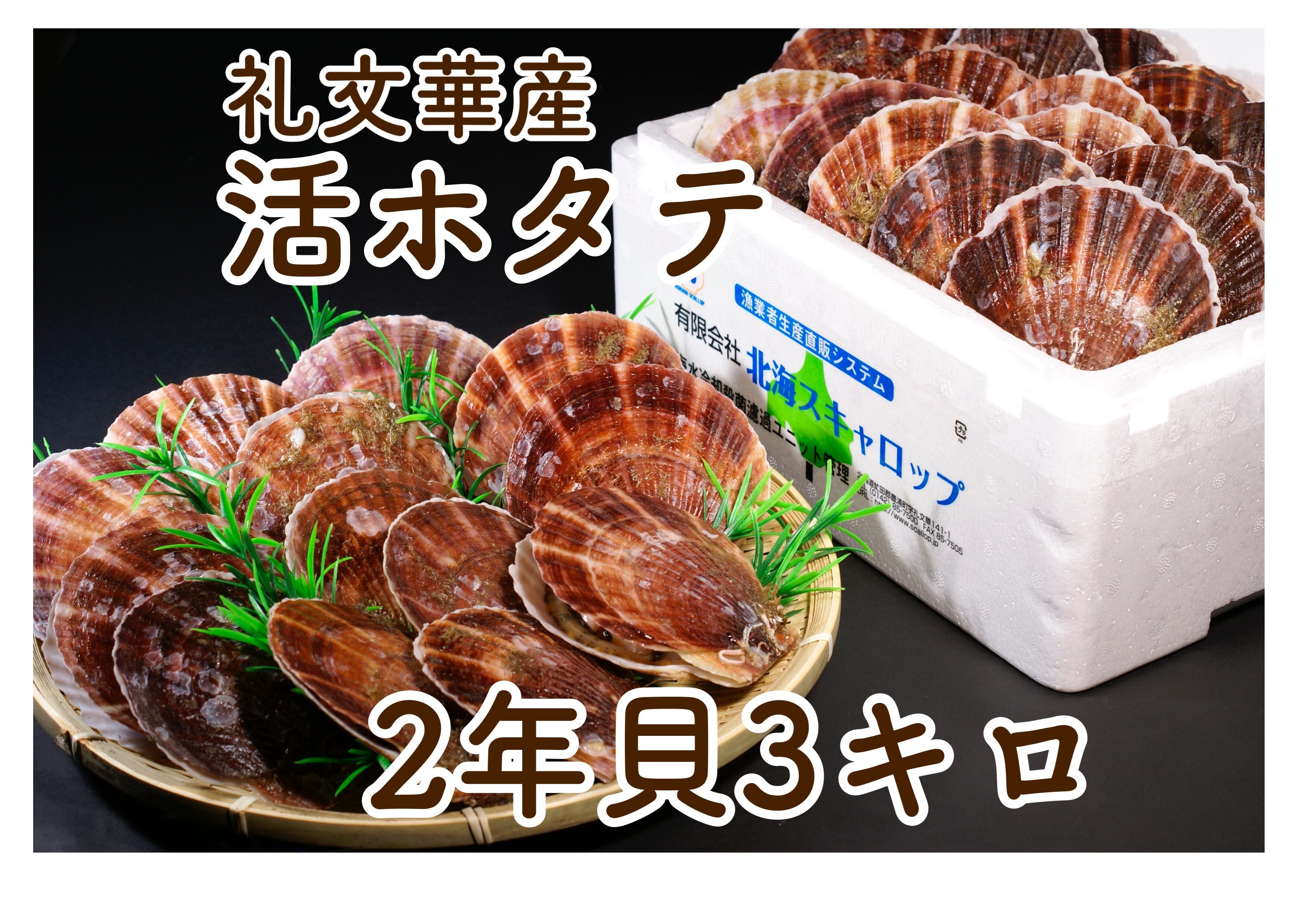 鮑貝21センチ×16,5センチ
