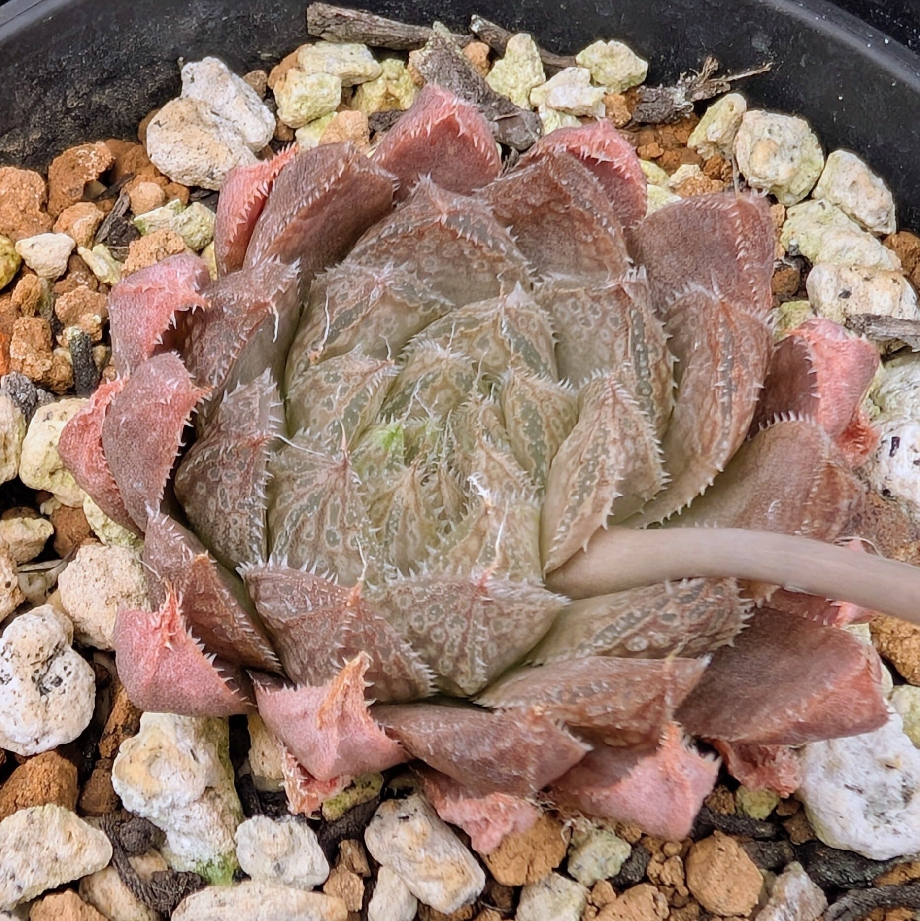 種子(大容量お得パック)/20粒】Haworthia nortieri var. globosiflora