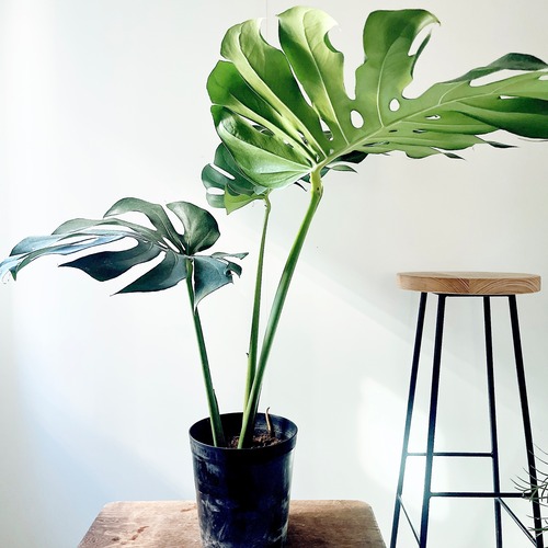 【新入荷】大葉 モンステラ デリシオーサ 観葉植物 大型 室内 calm cafe