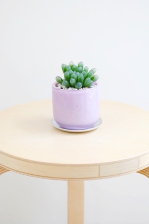 【S】ハオルチア クーペリー/Haworthia