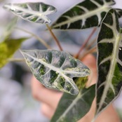 アロカシア バンビーノ イエロー / Alocasia bambino variegated 'Yellow'⑬ / 観葉植物