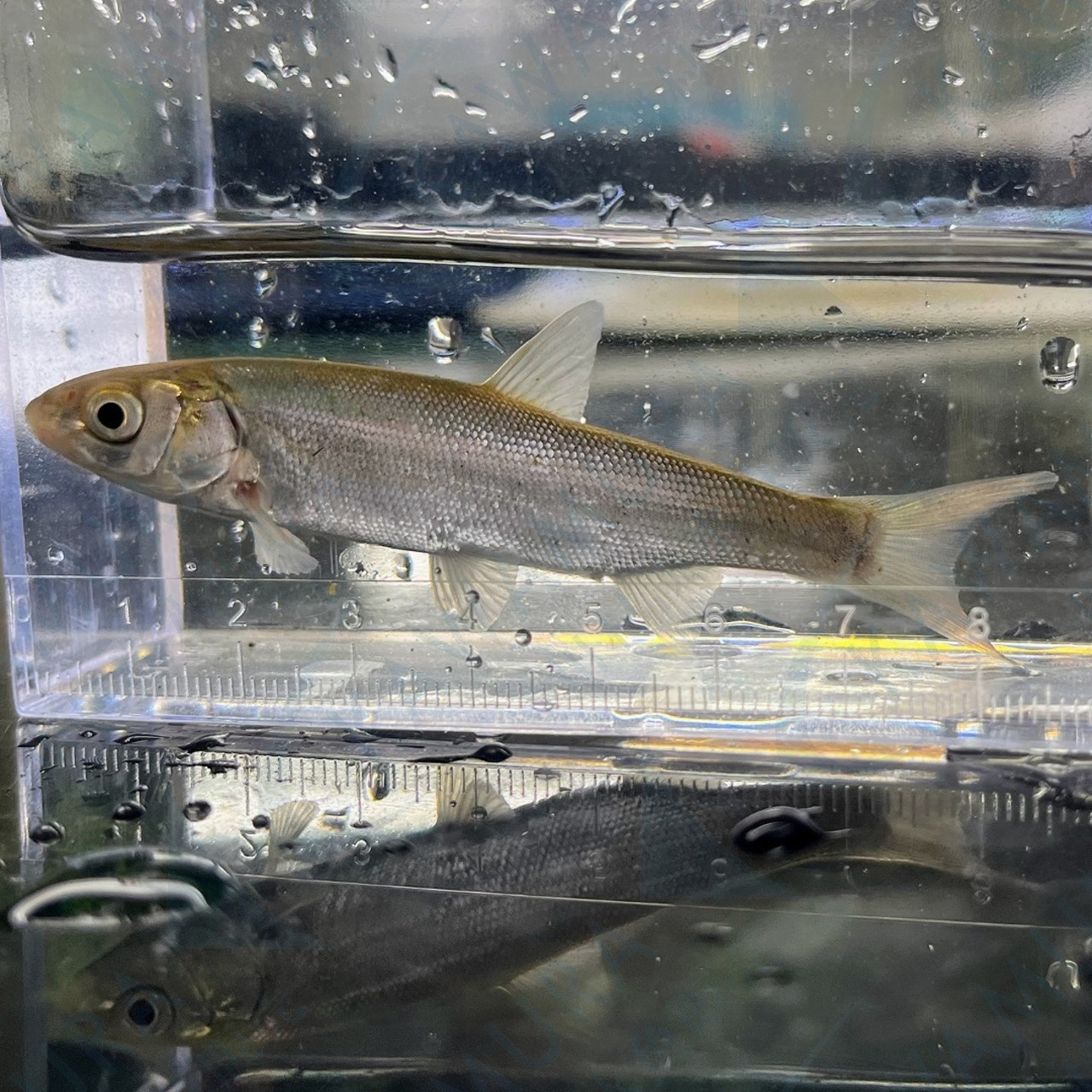 （淡水魚）ウグイ　7〜13cm±（1匹）【生体】