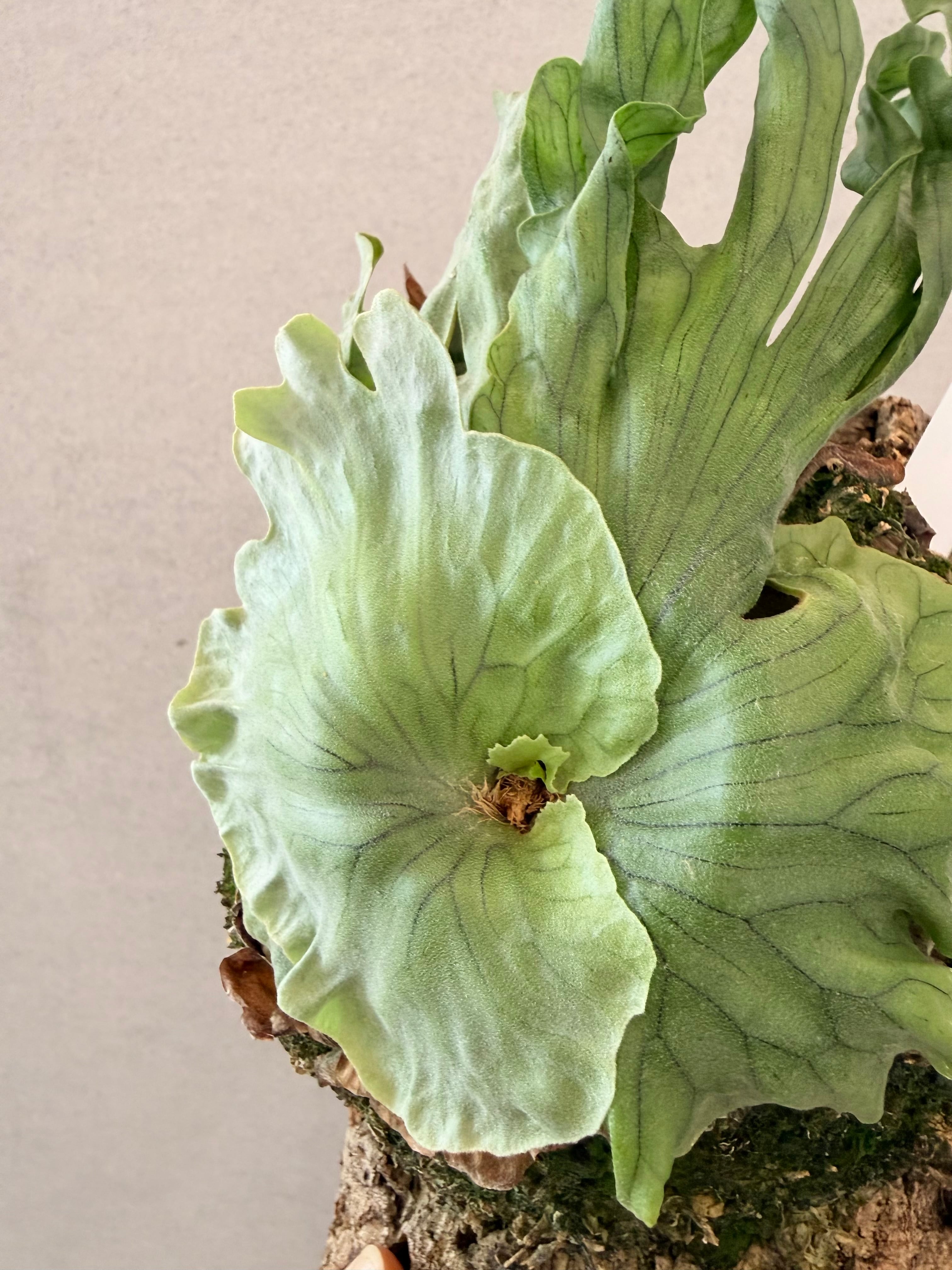 a) P. wandae dwarf (TC) ビカクシダ ワンダエ ドワーフ | vandaka plants