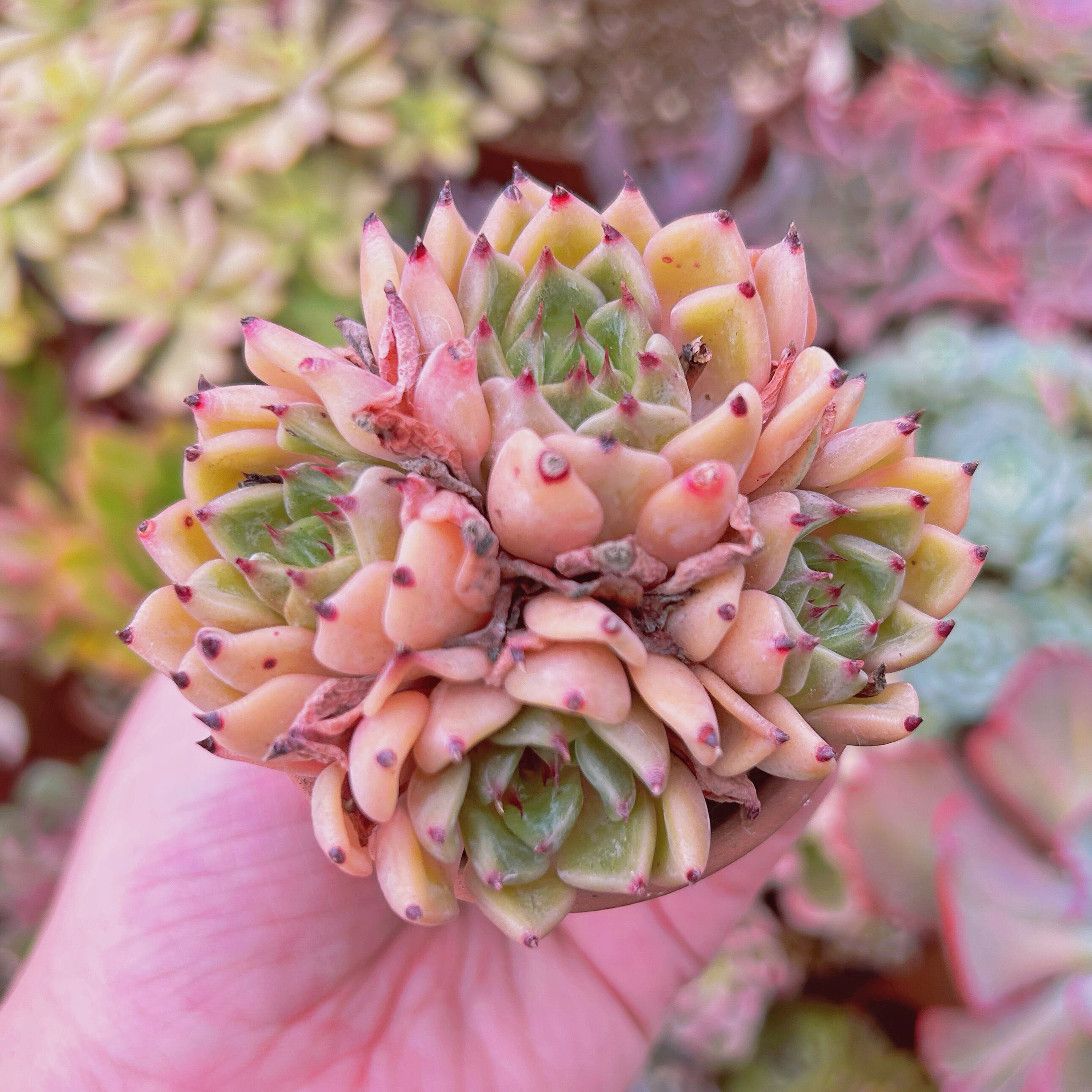 多肉植物　Echeveria   ウィーズミ　3～4頭　群生