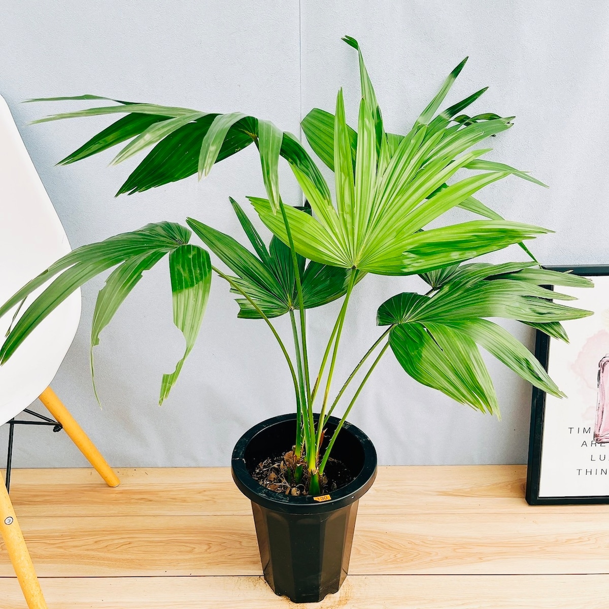 現品］84番 ビロウヤシ 8号 観葉植物 大型 ヤシ プラスチック鉢 南国風 