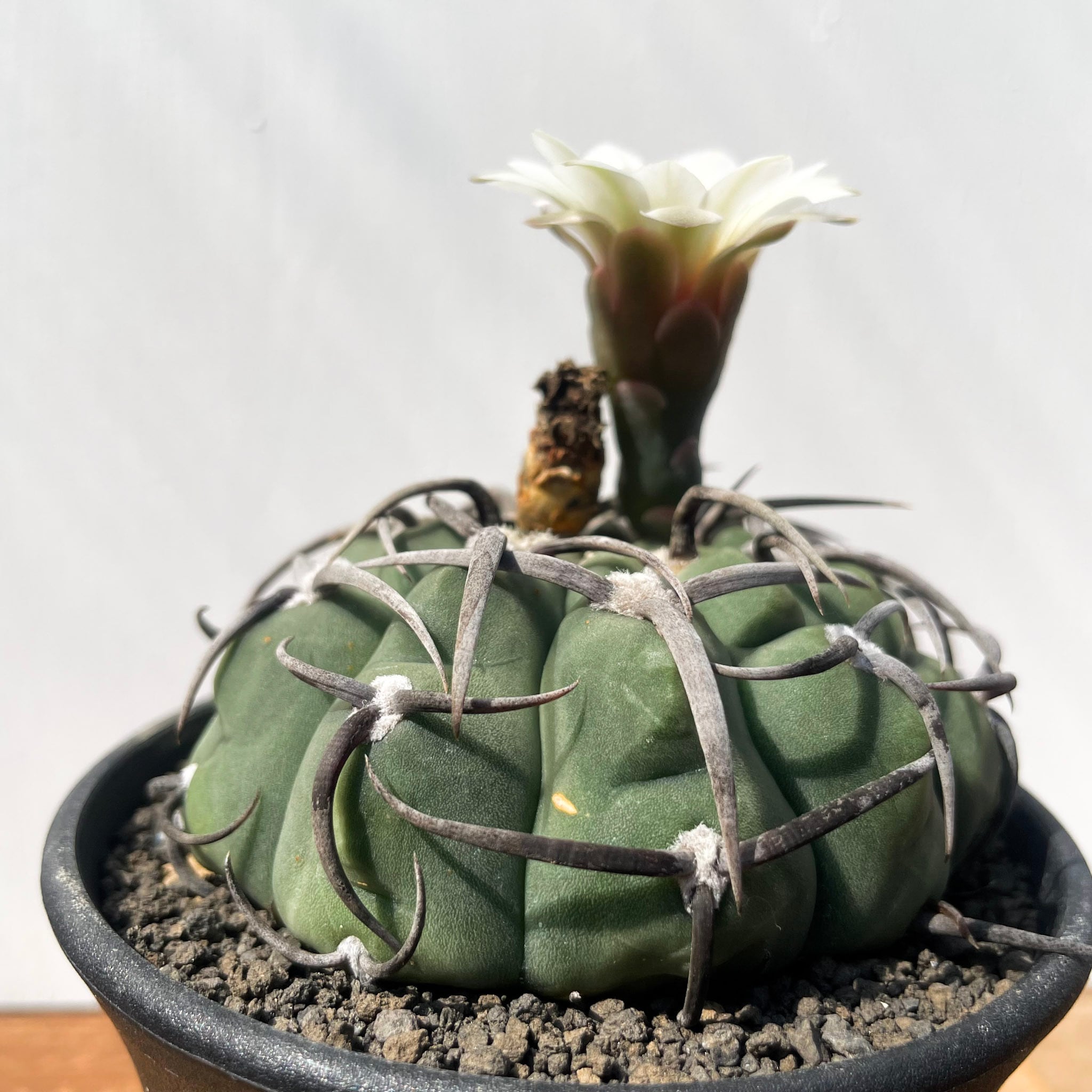 Gymnocalycium vatteri【ギムノカリキウム・狂棘バッテリー・実生