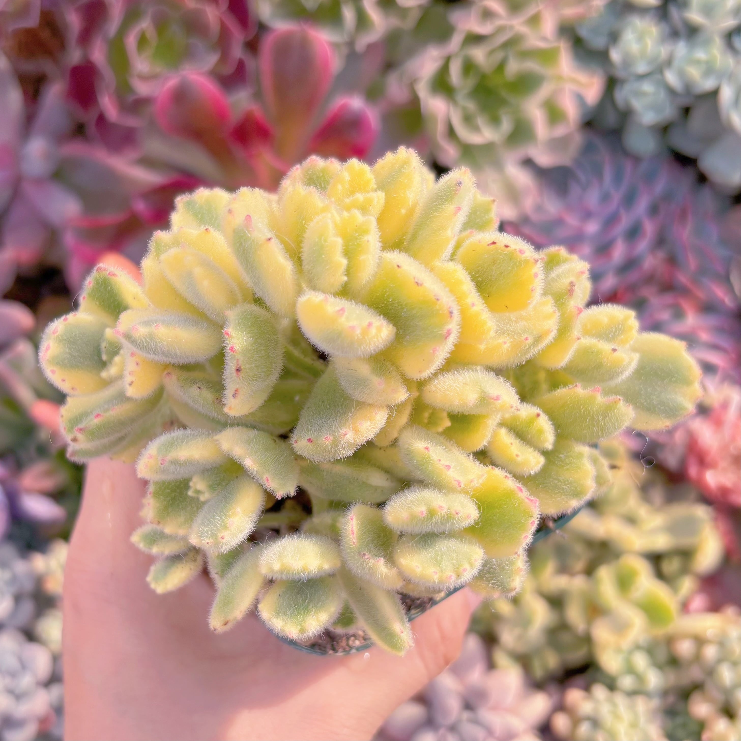 現品　白熊#3015　群生　るる農園