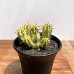 Euphorbia enopla【ユーフォルビア・エノプラ錦・紅彩閣錦】