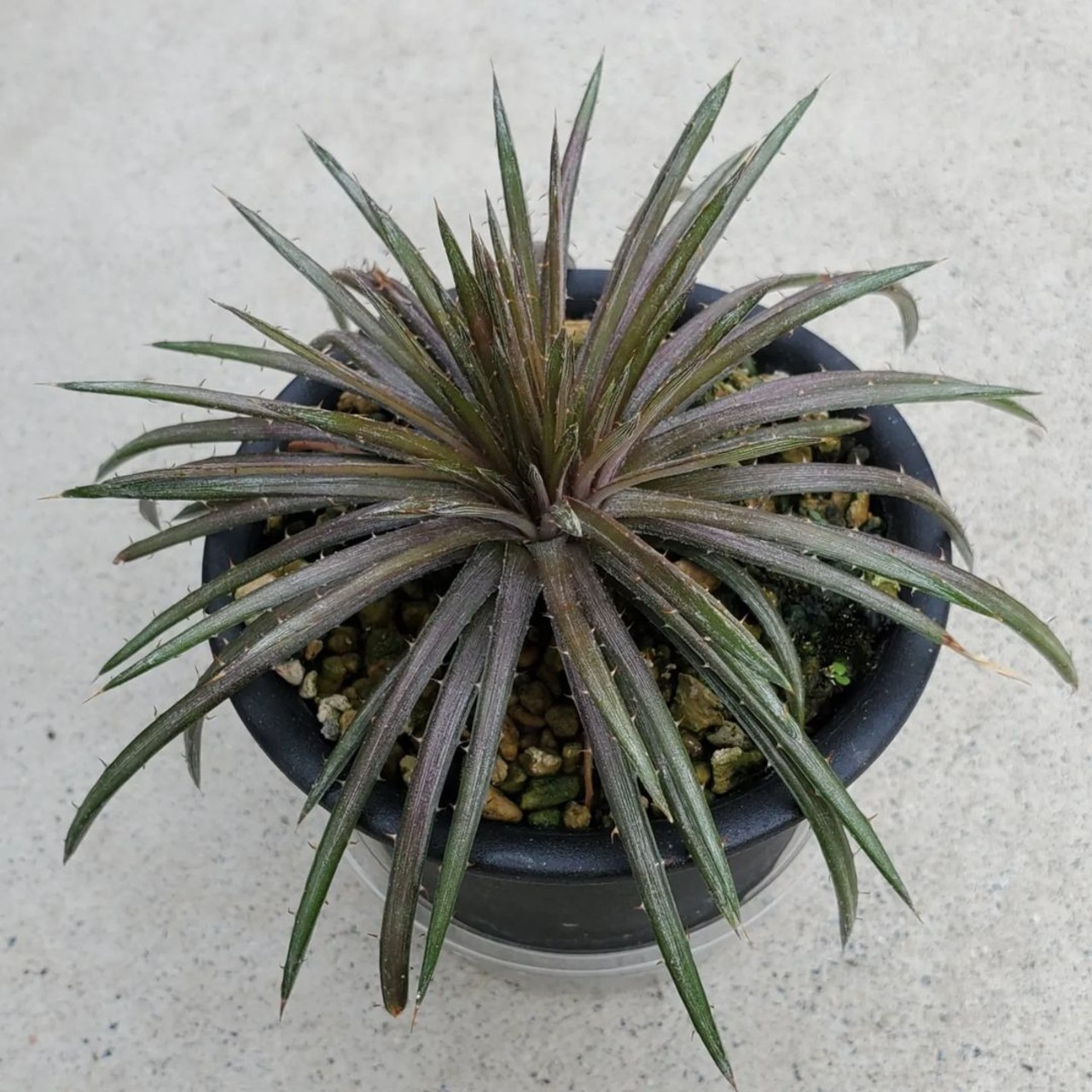 Dyckia delicata 長き rubra ディッキア デリカータ ルブラ 