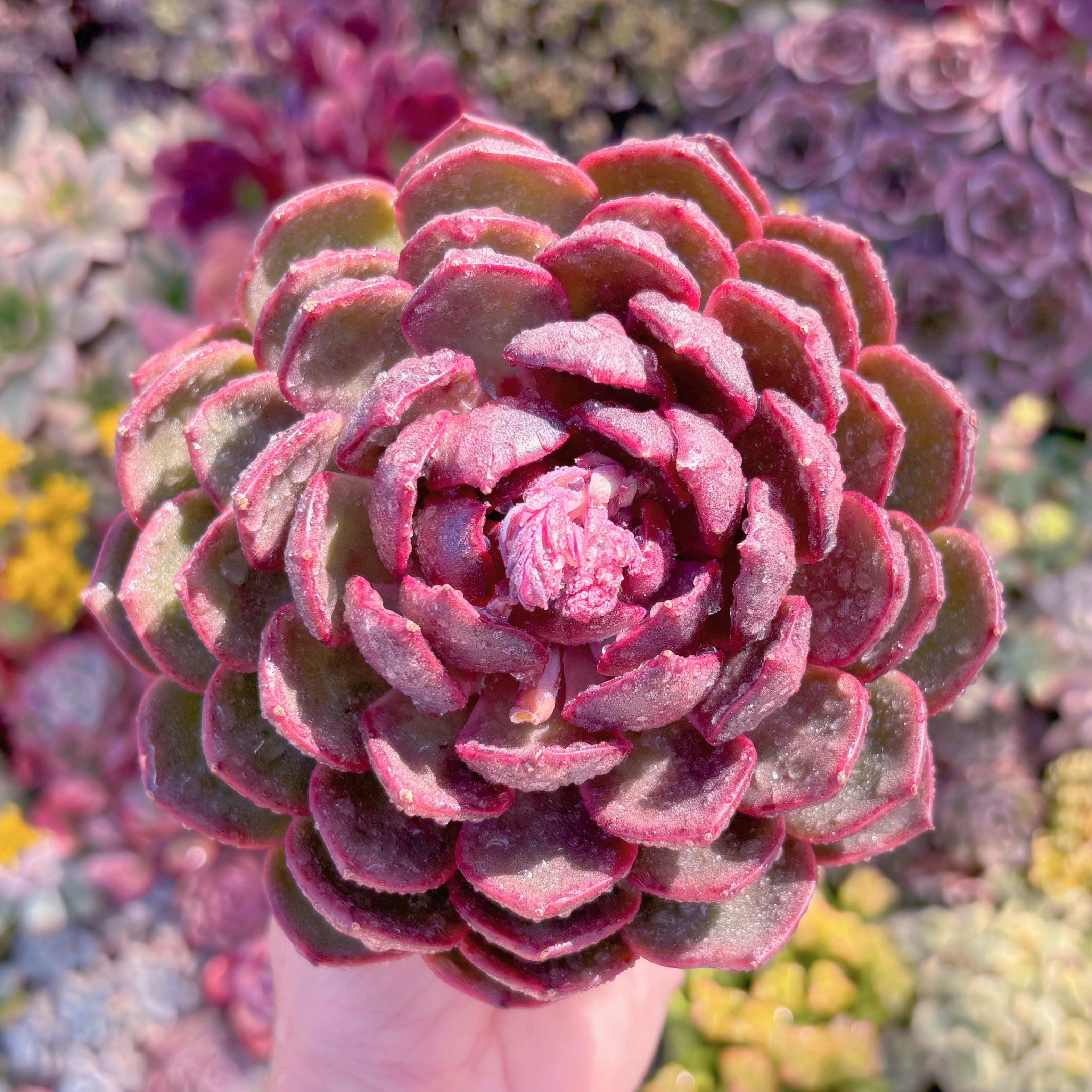 現品　ハックルベリー#M042　大苗　るる農園