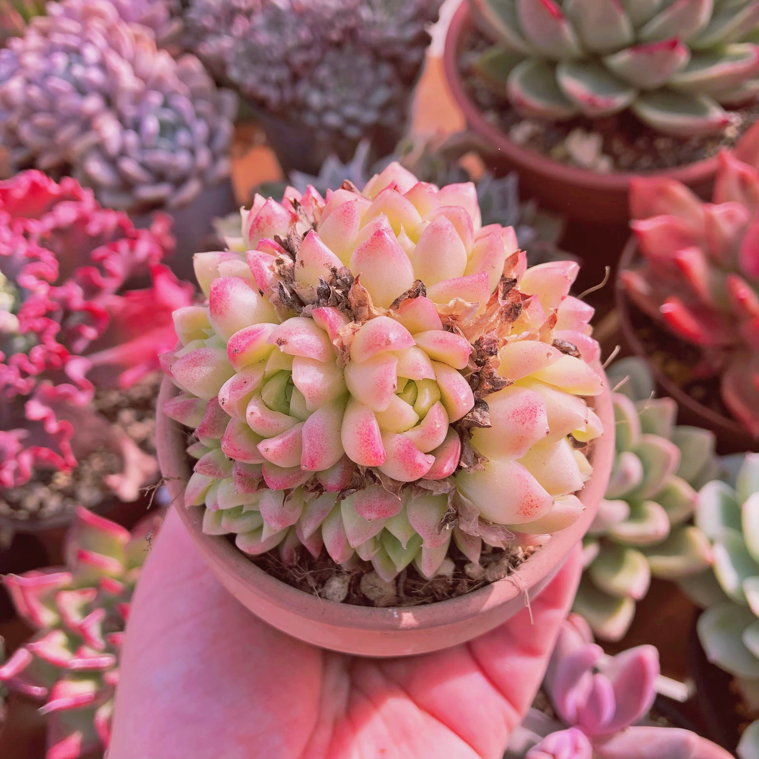 多肉植物　ピンクファイア　5～8頭　大群生　