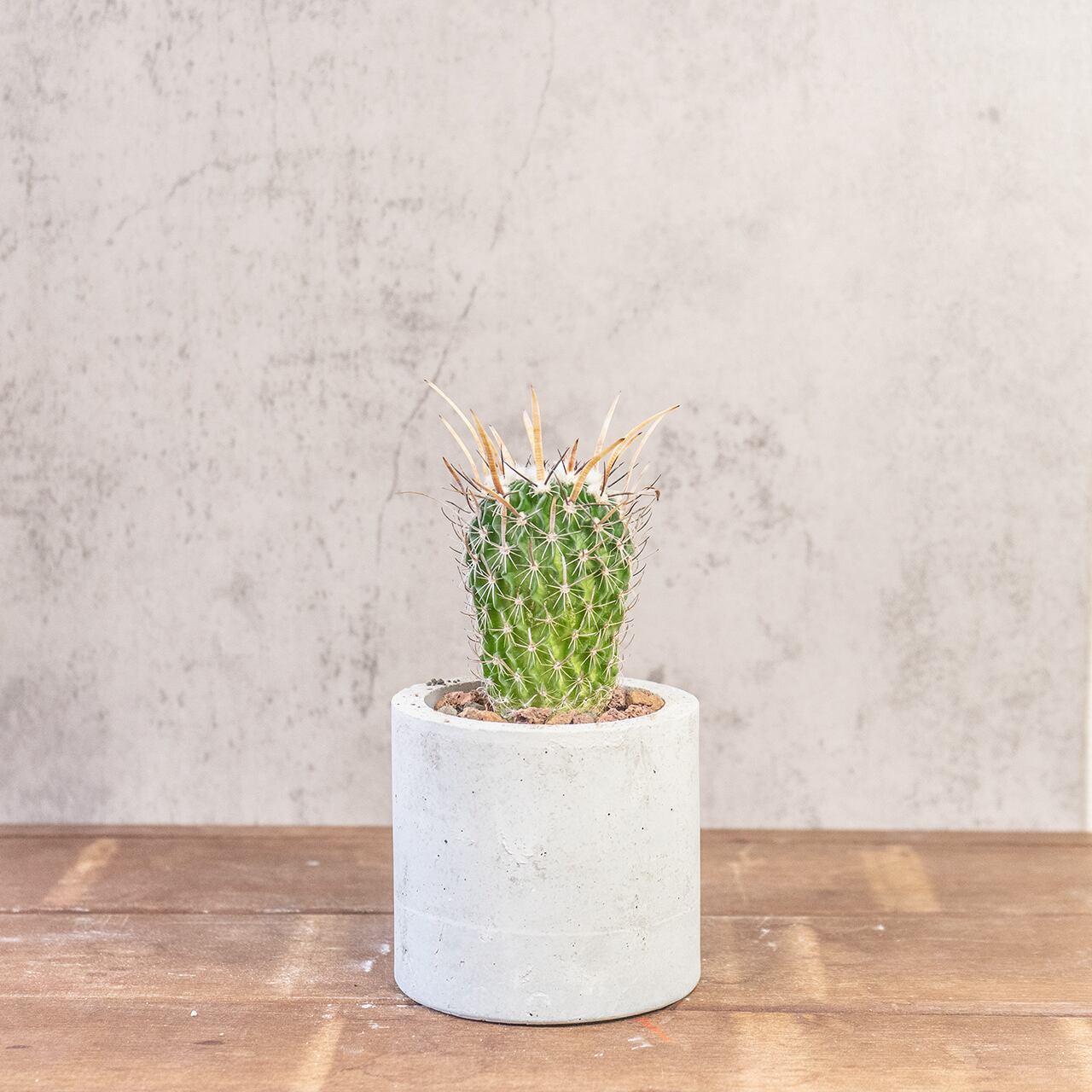 エレクトセントルス｜クラウン状のトゲ飾りが特徴的なインテリアサボテン【一点物／手づくりモルタル鉢】
