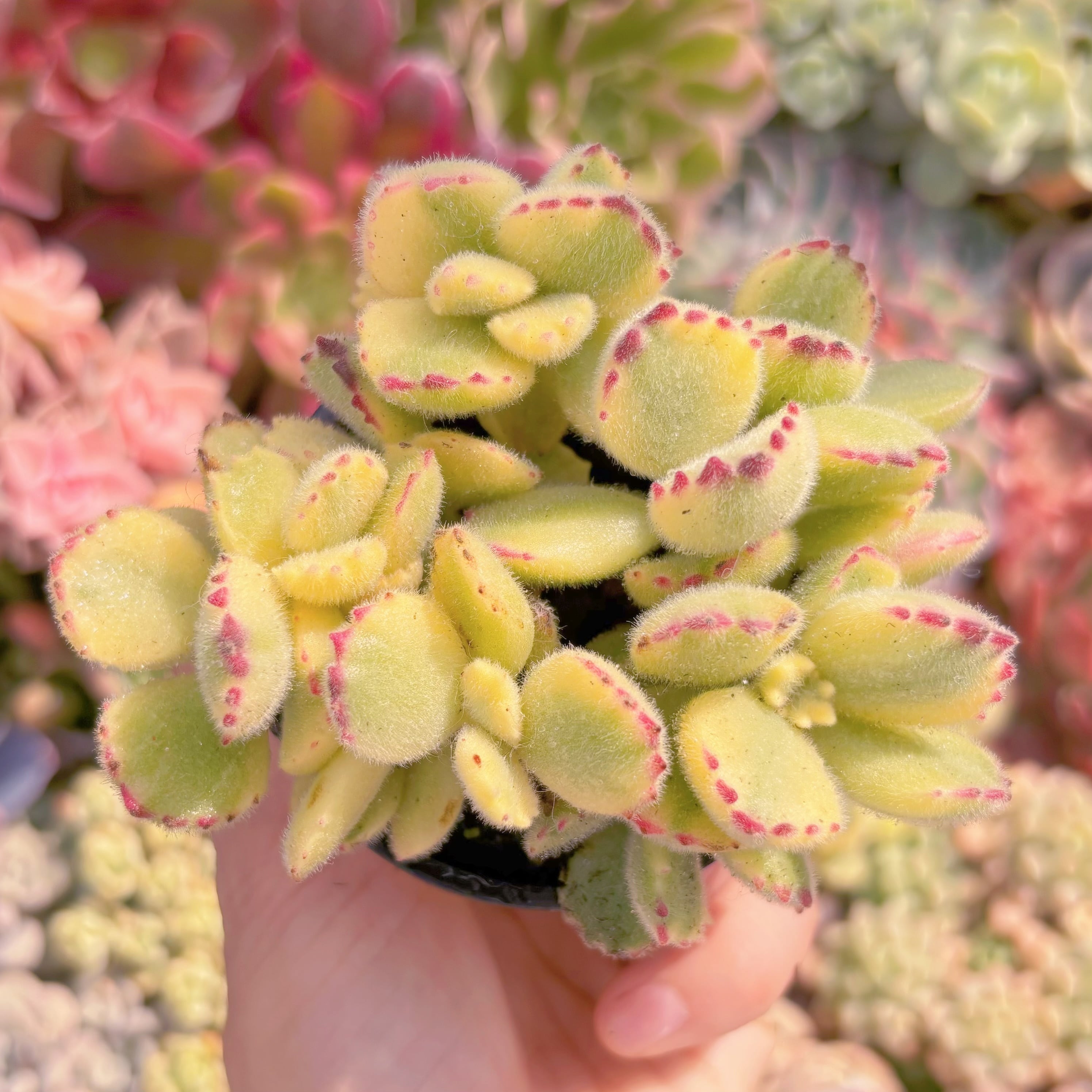 現品　白熊#226　るる農園