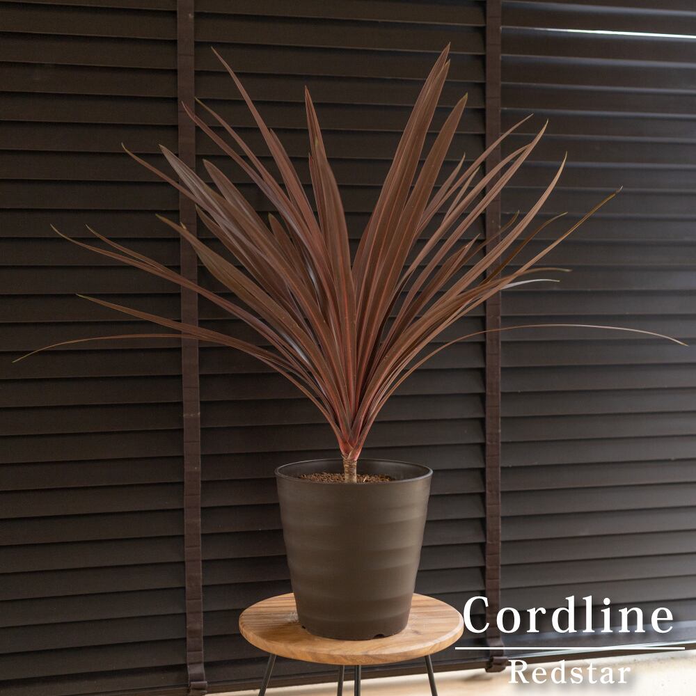 フィロデンドロン アップル 8号 幹立ち 118cm フィロデンドロン