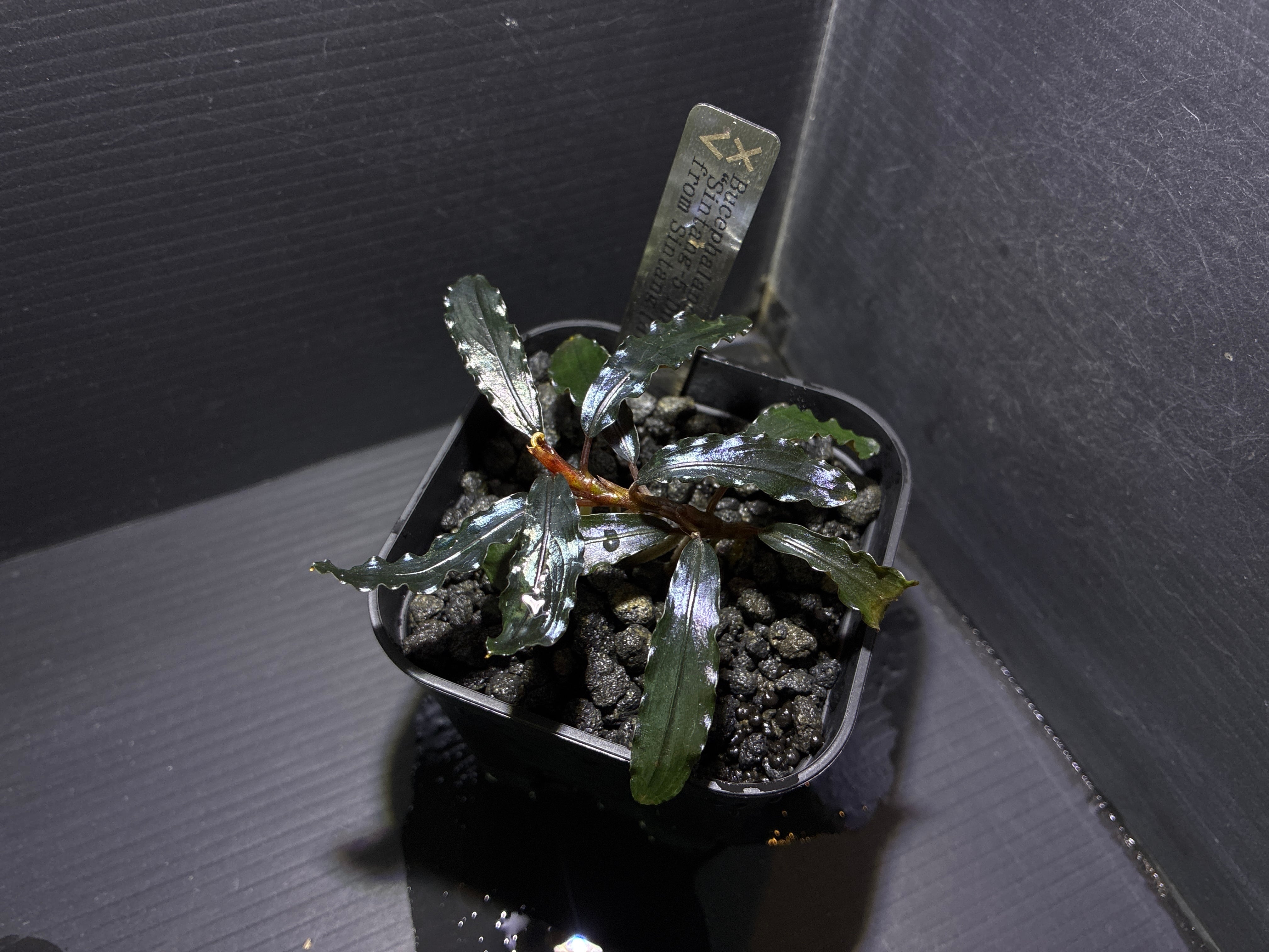 Bucephalandra sp.Silver eagle red (ブセファランドラsp.シルバー