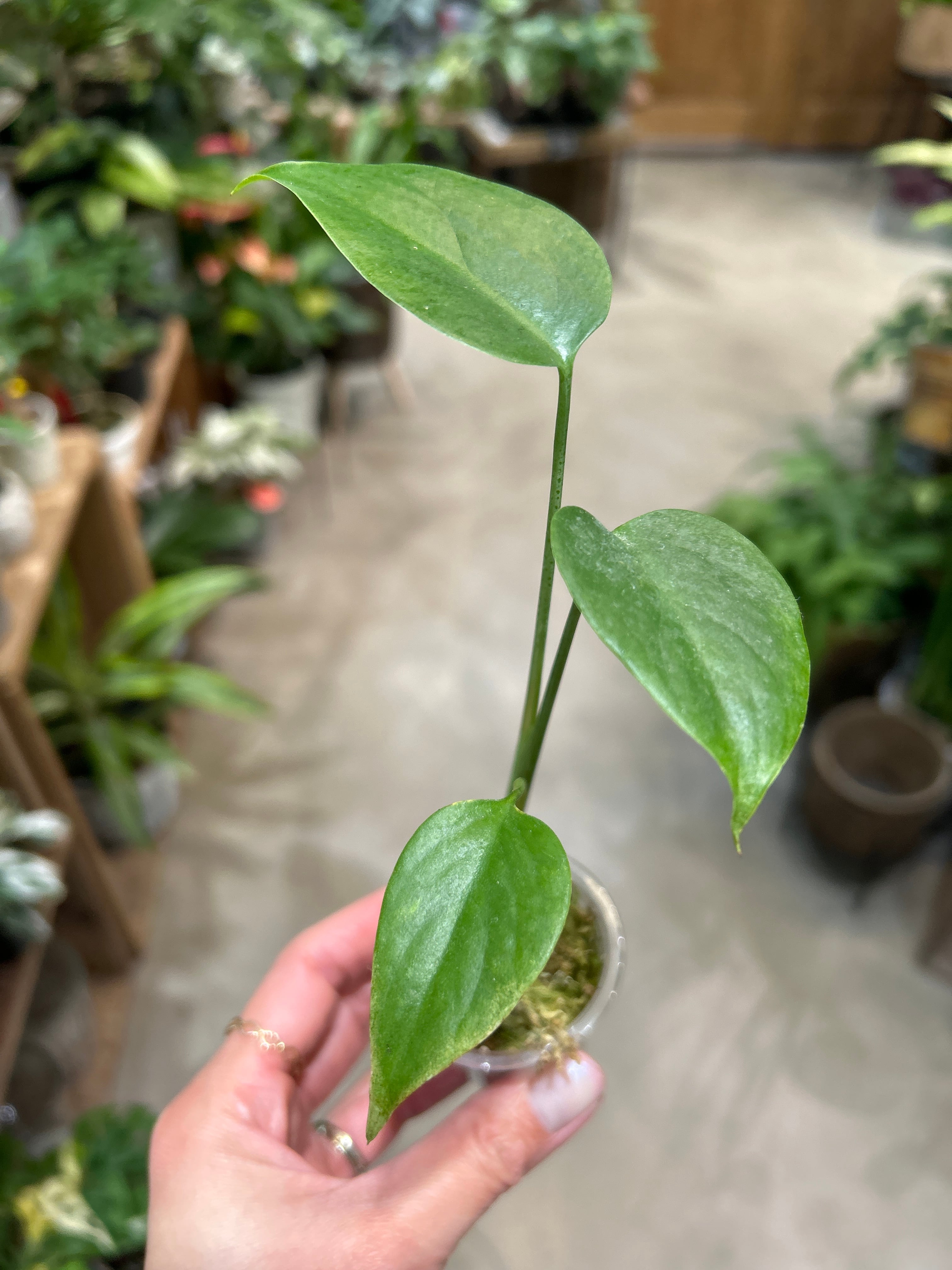 B フィロデンドロン キャラメルマーブル ファイヤータイガー