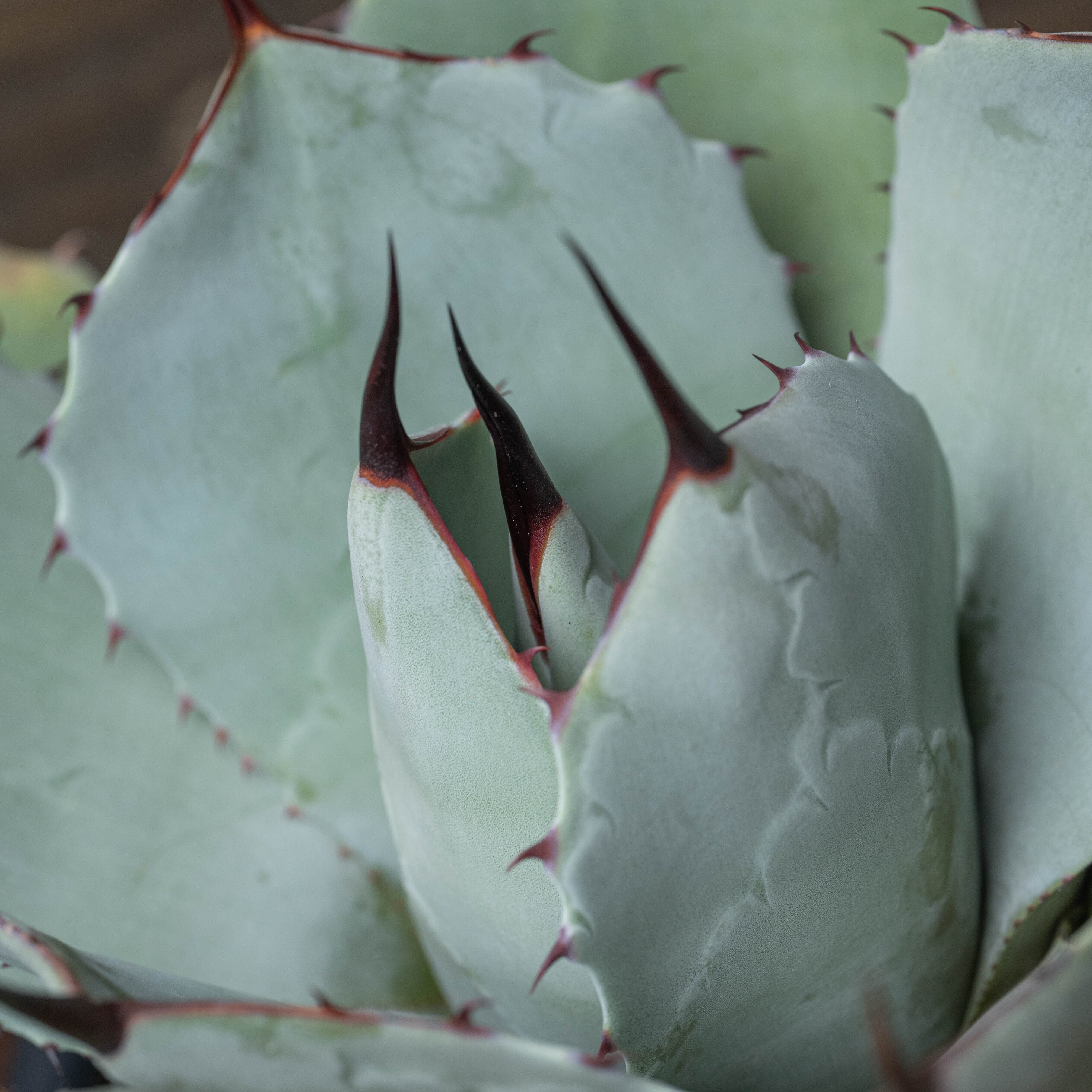 アガベ パリー トランカータ No.1 | Agave Rocon