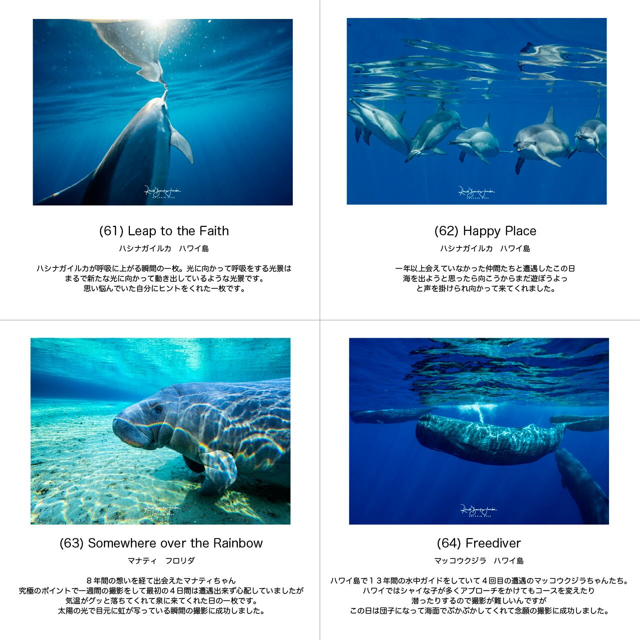 DOLPHIN EYES｜イルカ・クジラの水中写真パネル A4サイズ相当【全54