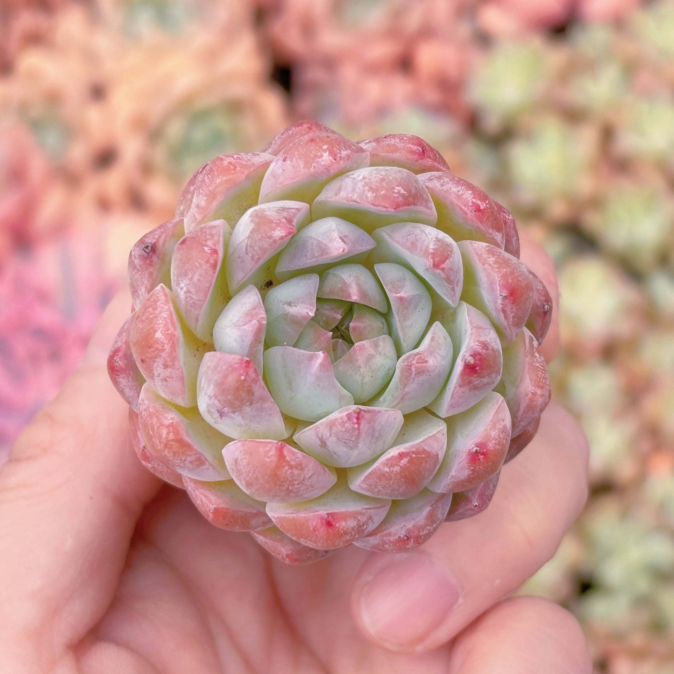 多肉植物　微醺　新入荷　るる農園