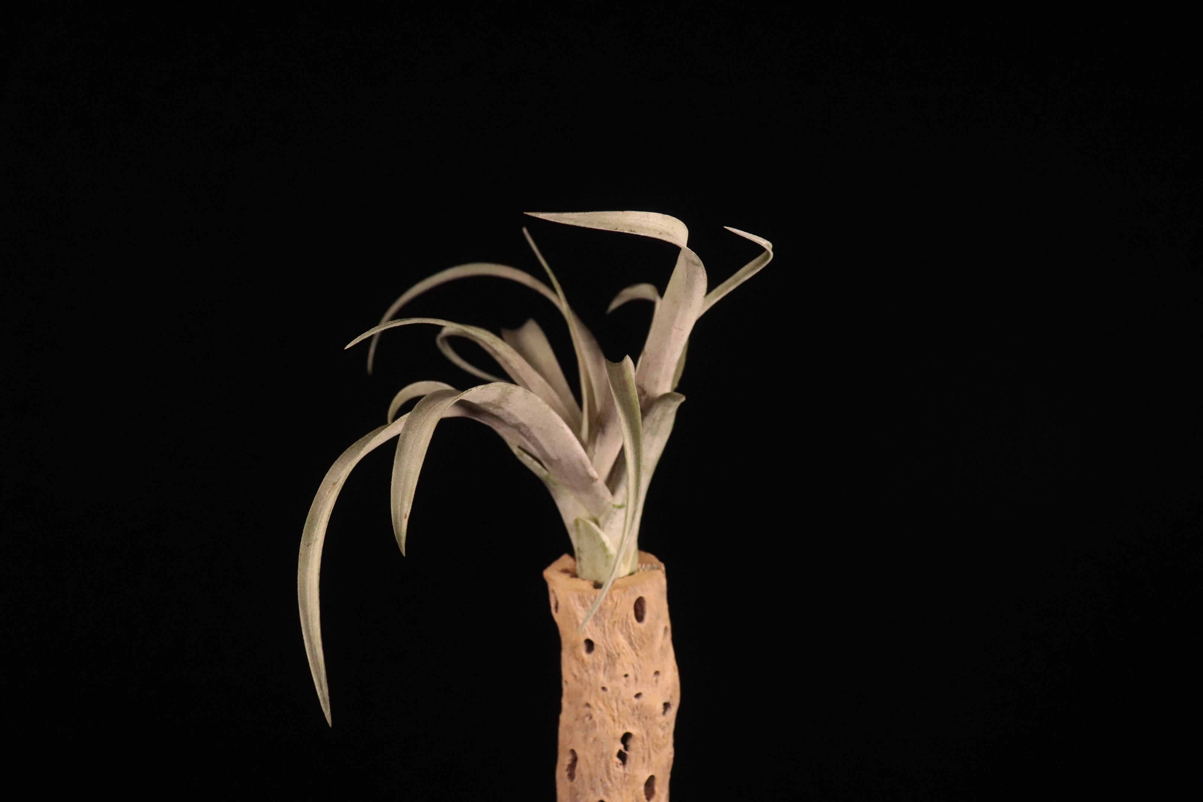 送料無料】'Coconut Grove'〔エアプランツ〕現品発送T5112 | plane plants