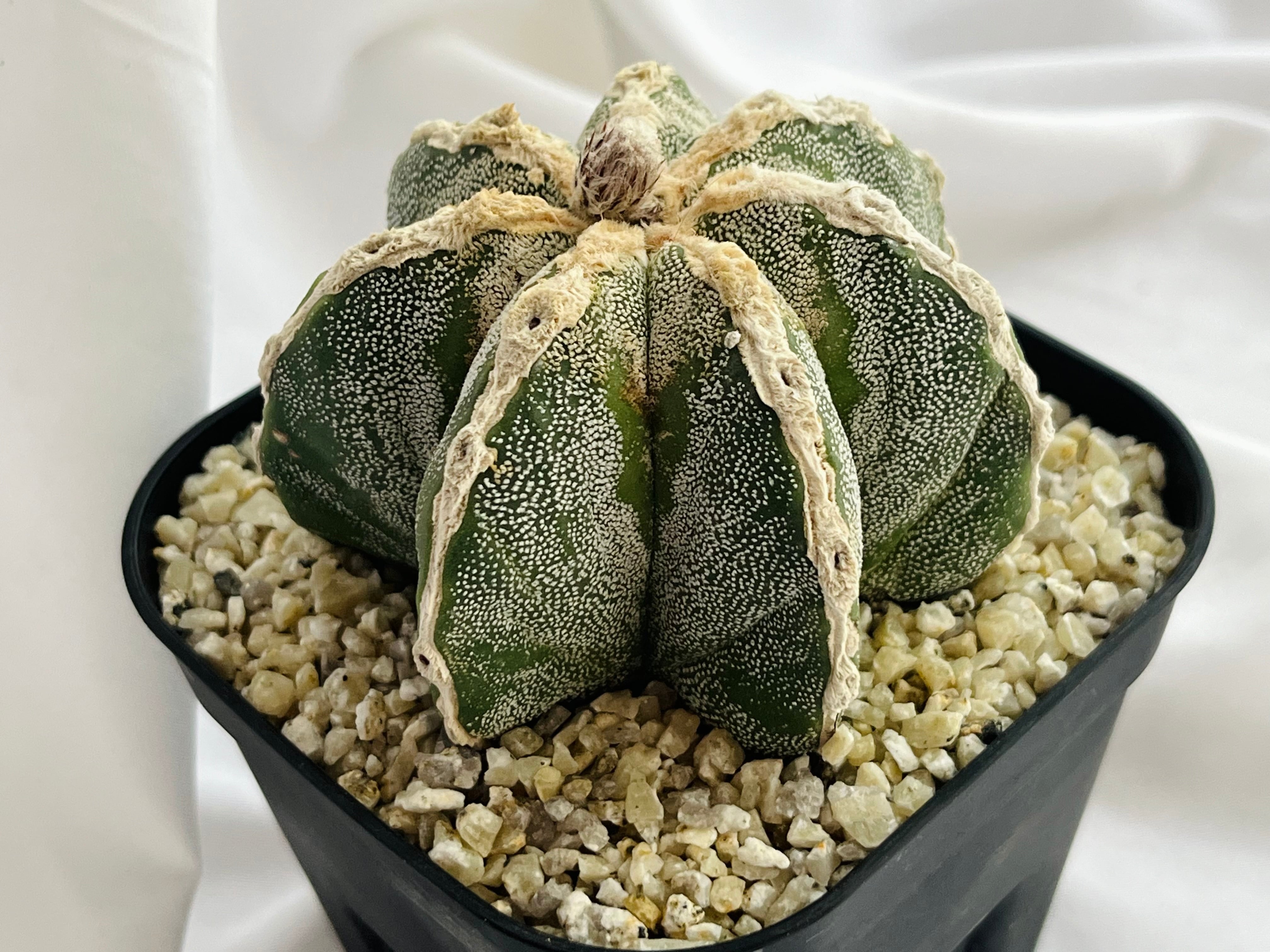 サボテン　 1-1 アストロフィツム 鸞鳳玉 ランポー玉 実生 大株　群生　希少 Astrophytum myriostigma アストロフィツム 白条ランポー玉 鸞鳳玉